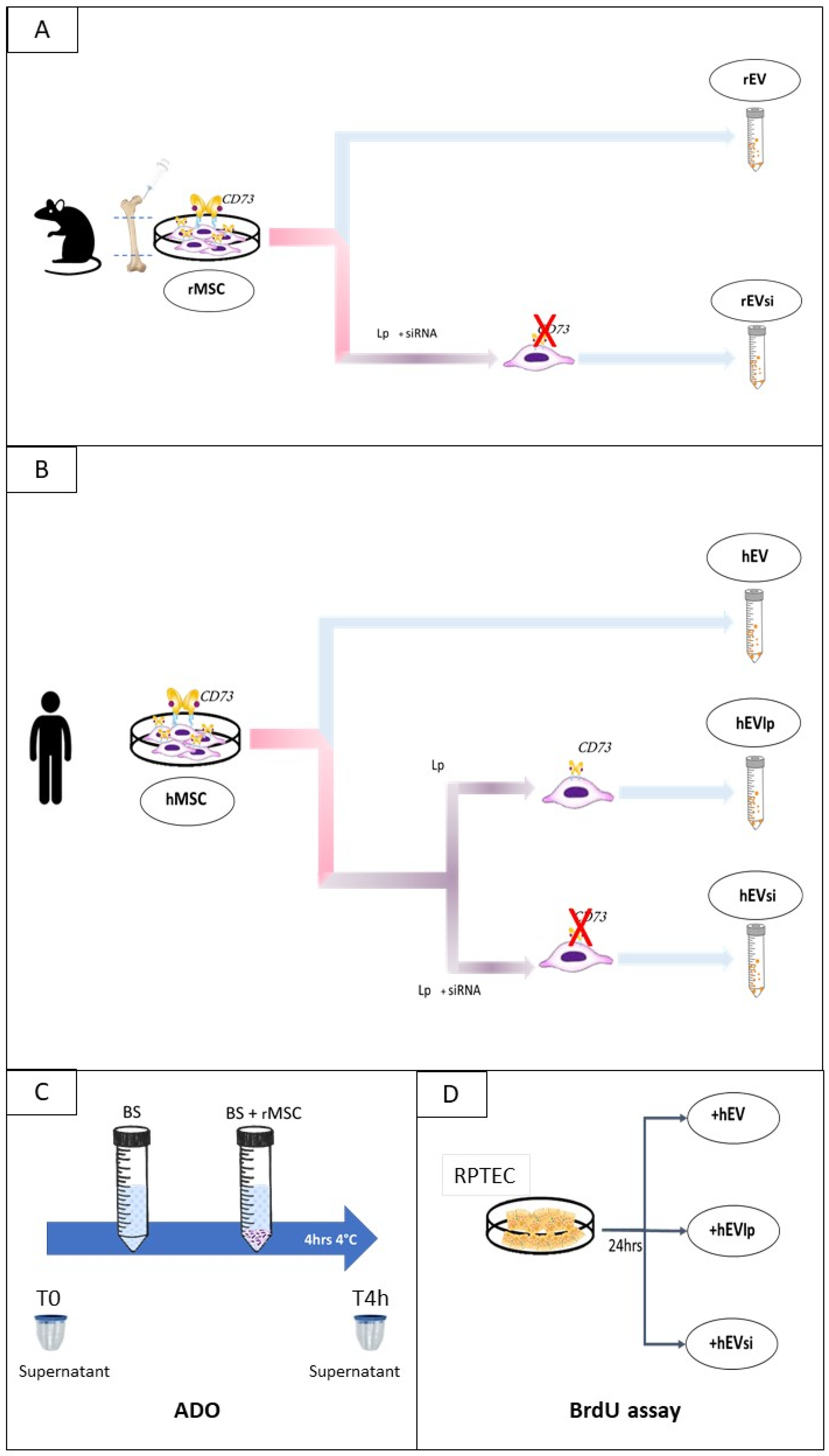 Ijms 23 10681 g009 Ijms 23 10681 g009