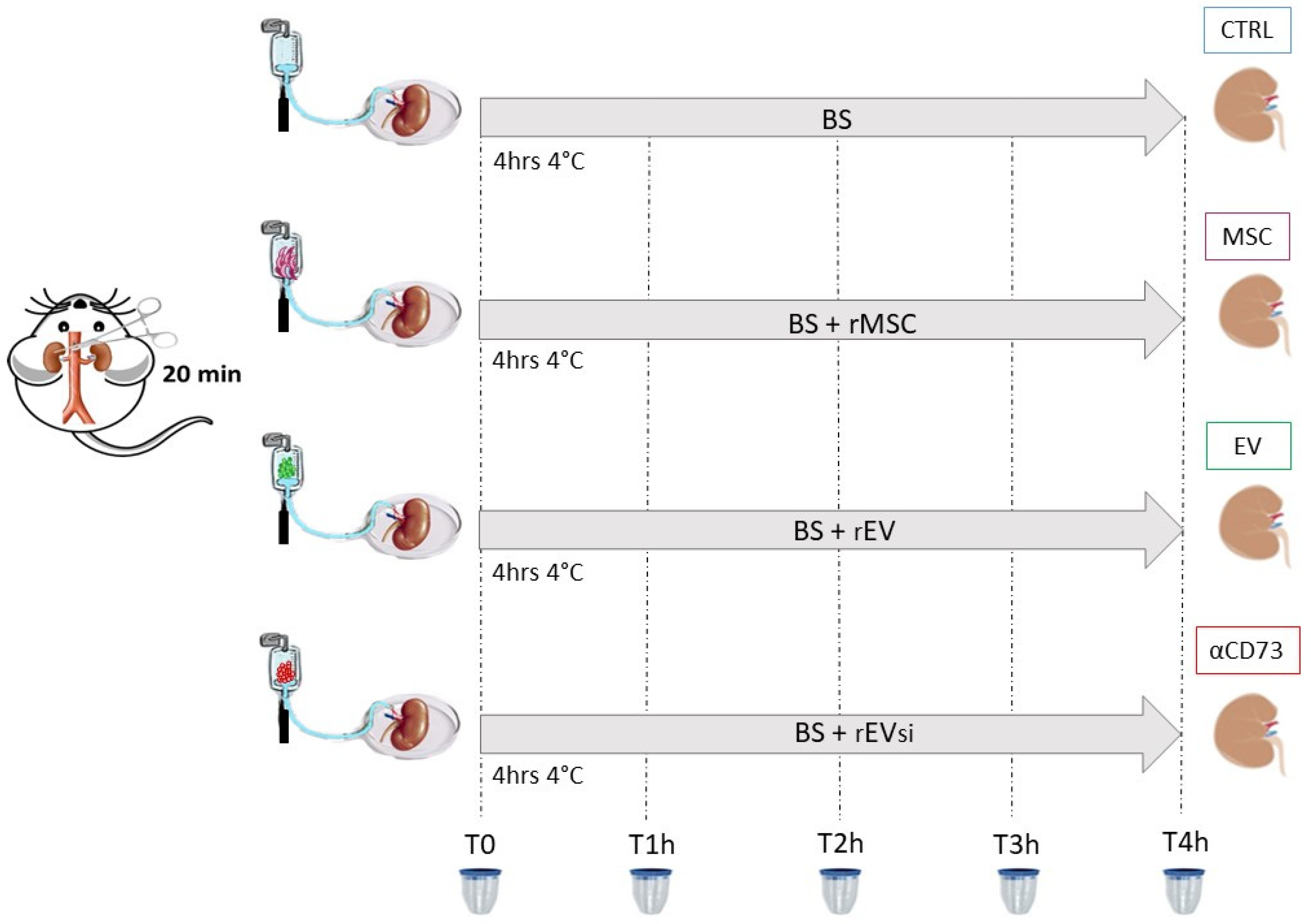 Ijms 23 10681 g010 Ijms 23 10681 g010