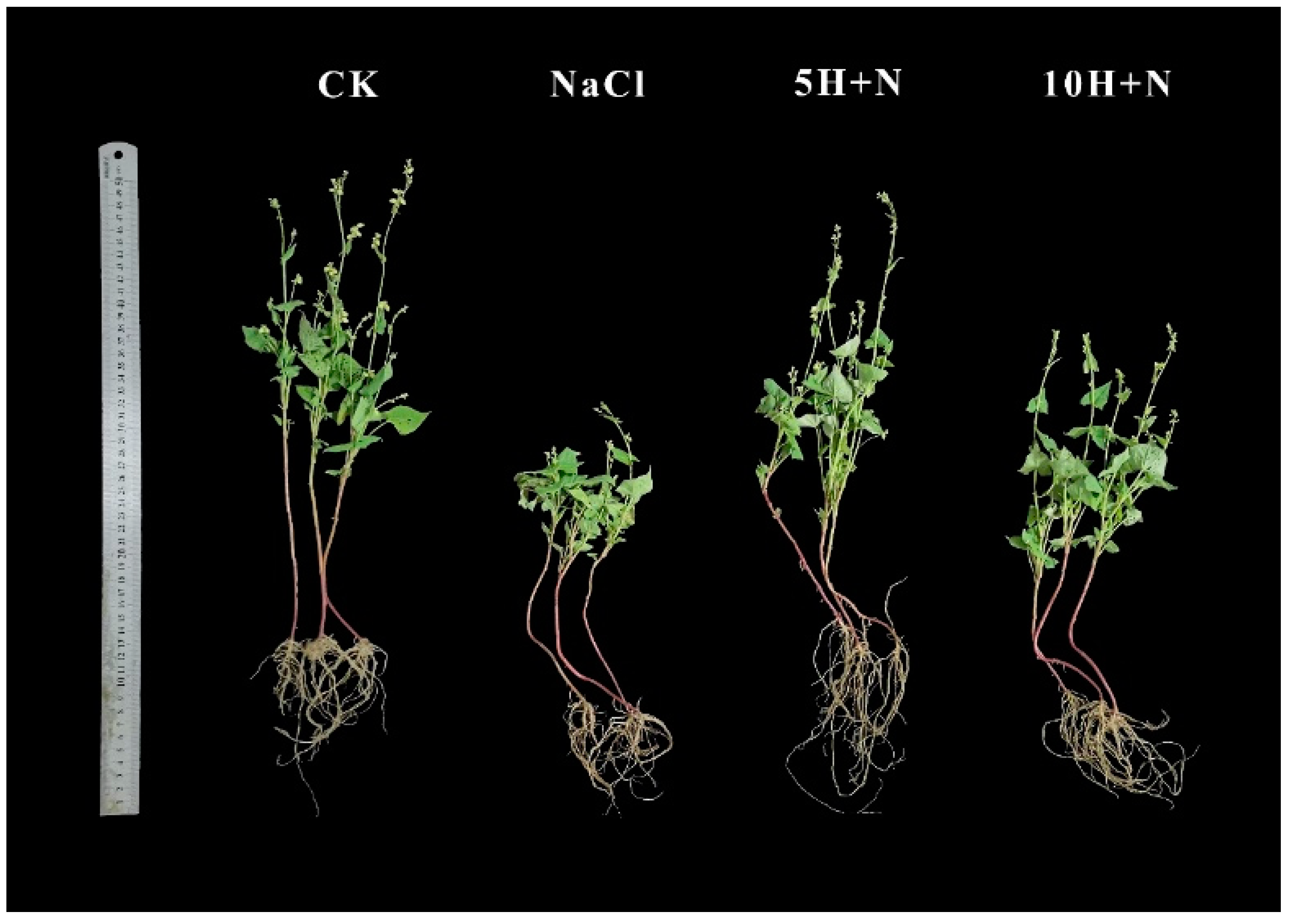 Ijms 23 10698 g001 550