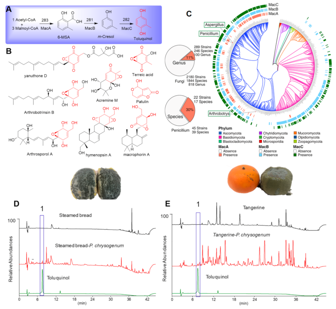 Ijms 23 10700 g001 550