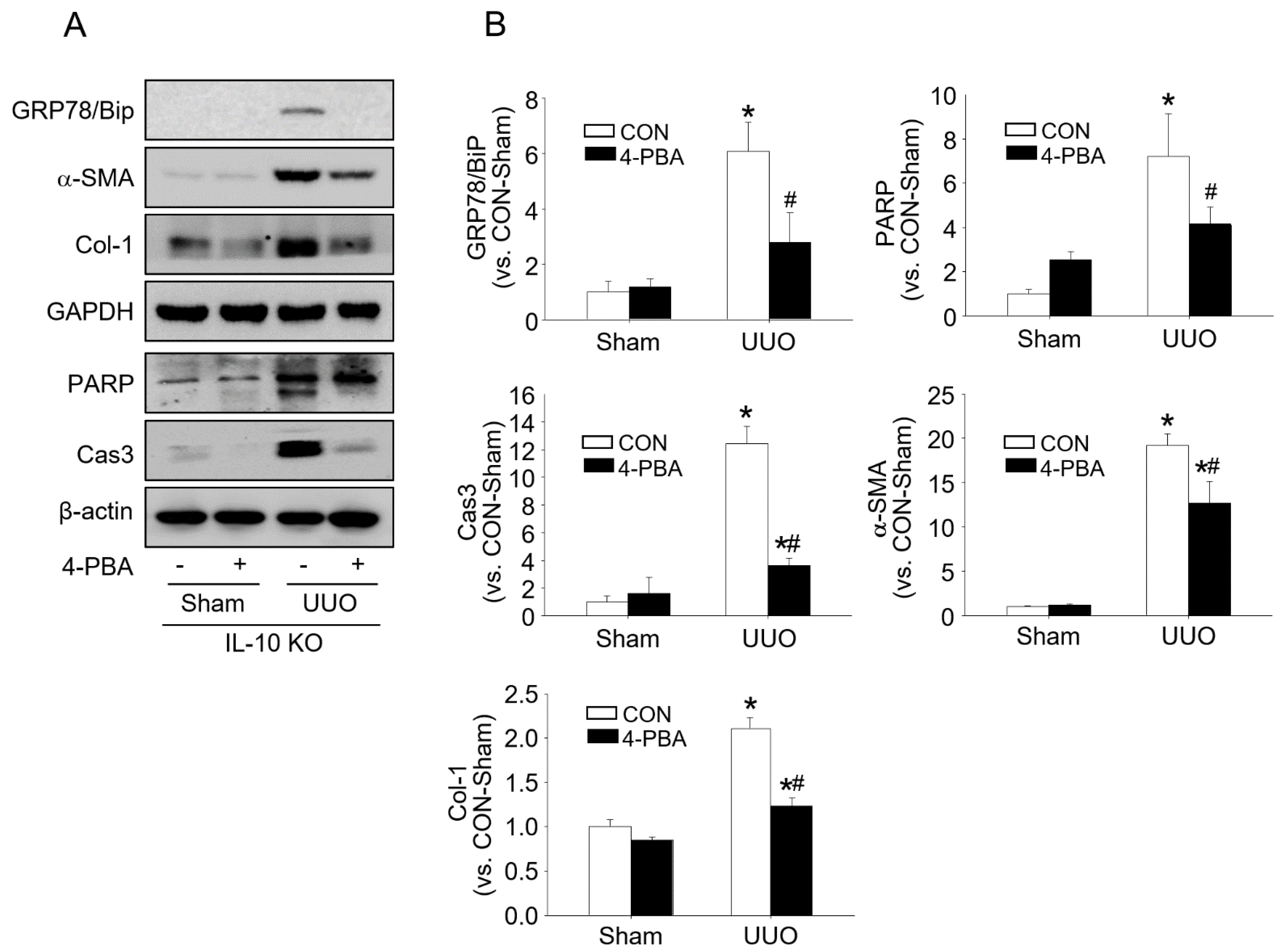 Ijms 23 10702 g004 550