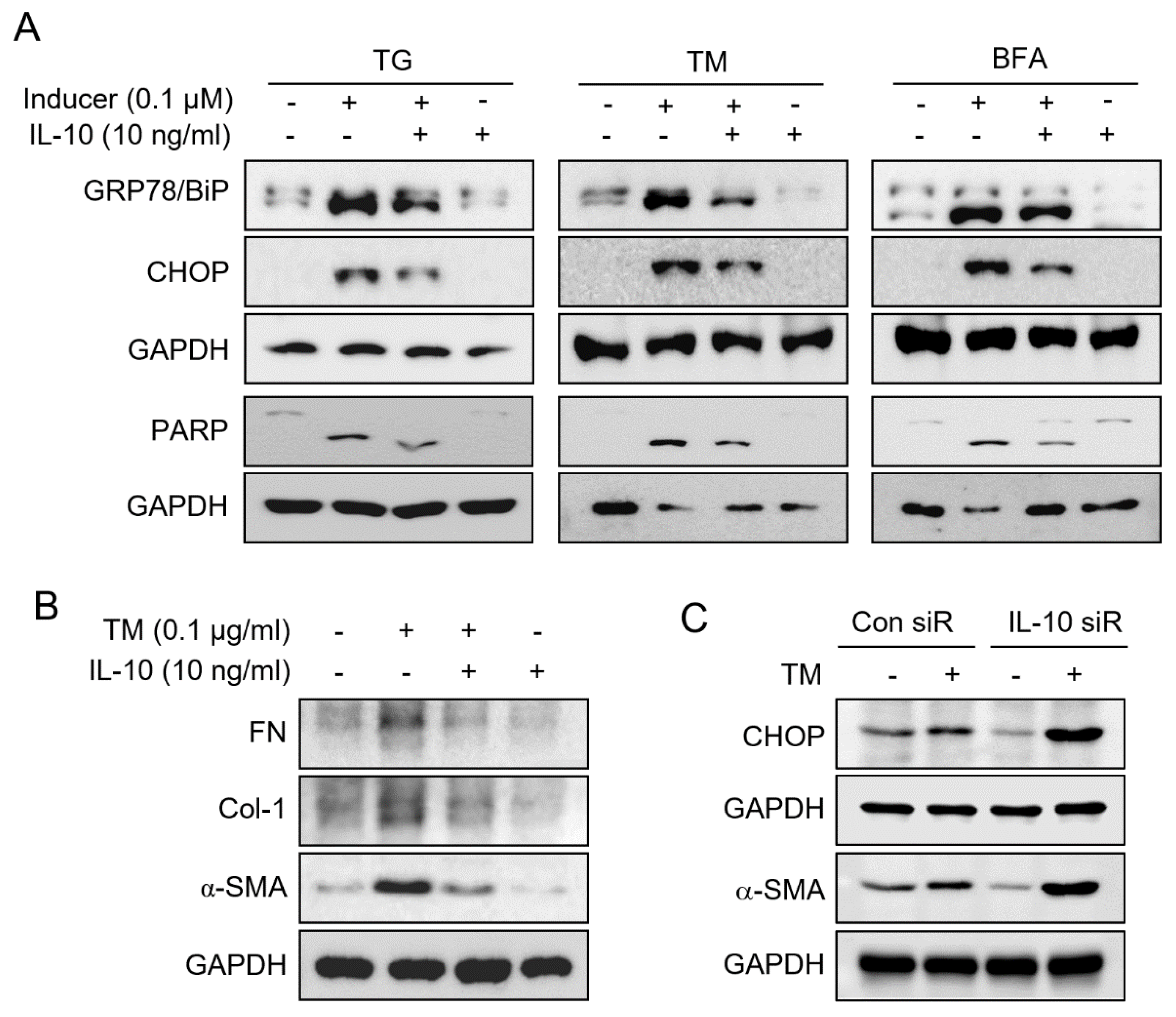 Ijms 23 10702 g005 550