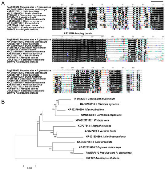 Overexpression of PagERF072 from Poplar Improves Salt Tolerance