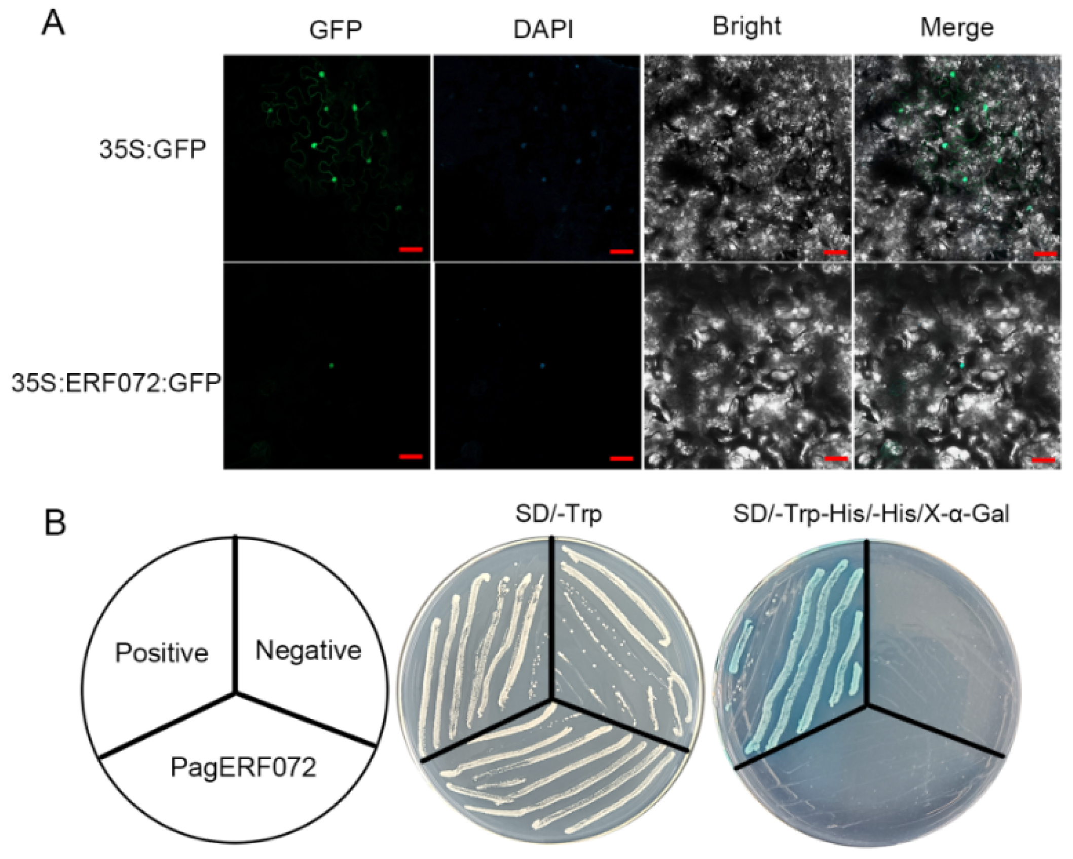 Ijms 23 10707 g004 550