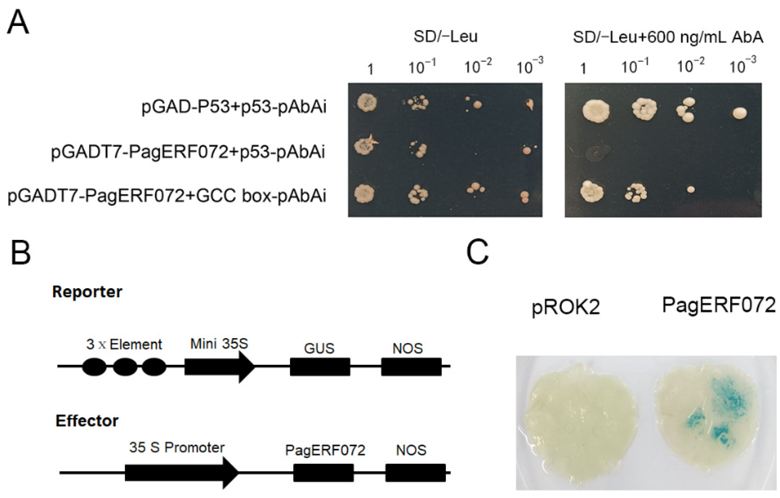 Ijms 23 10707 g005 550