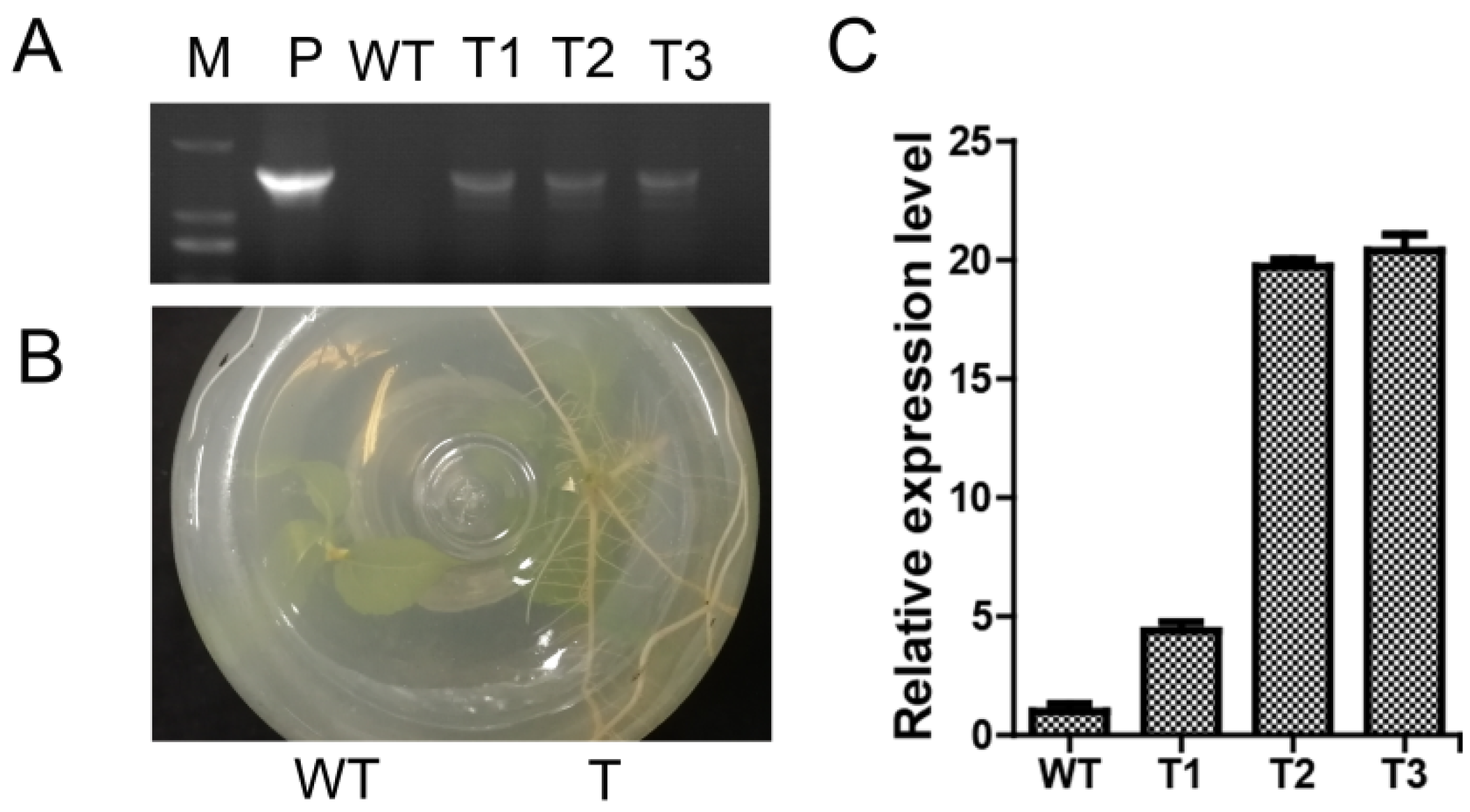 Ijms 23 10707 g006 550