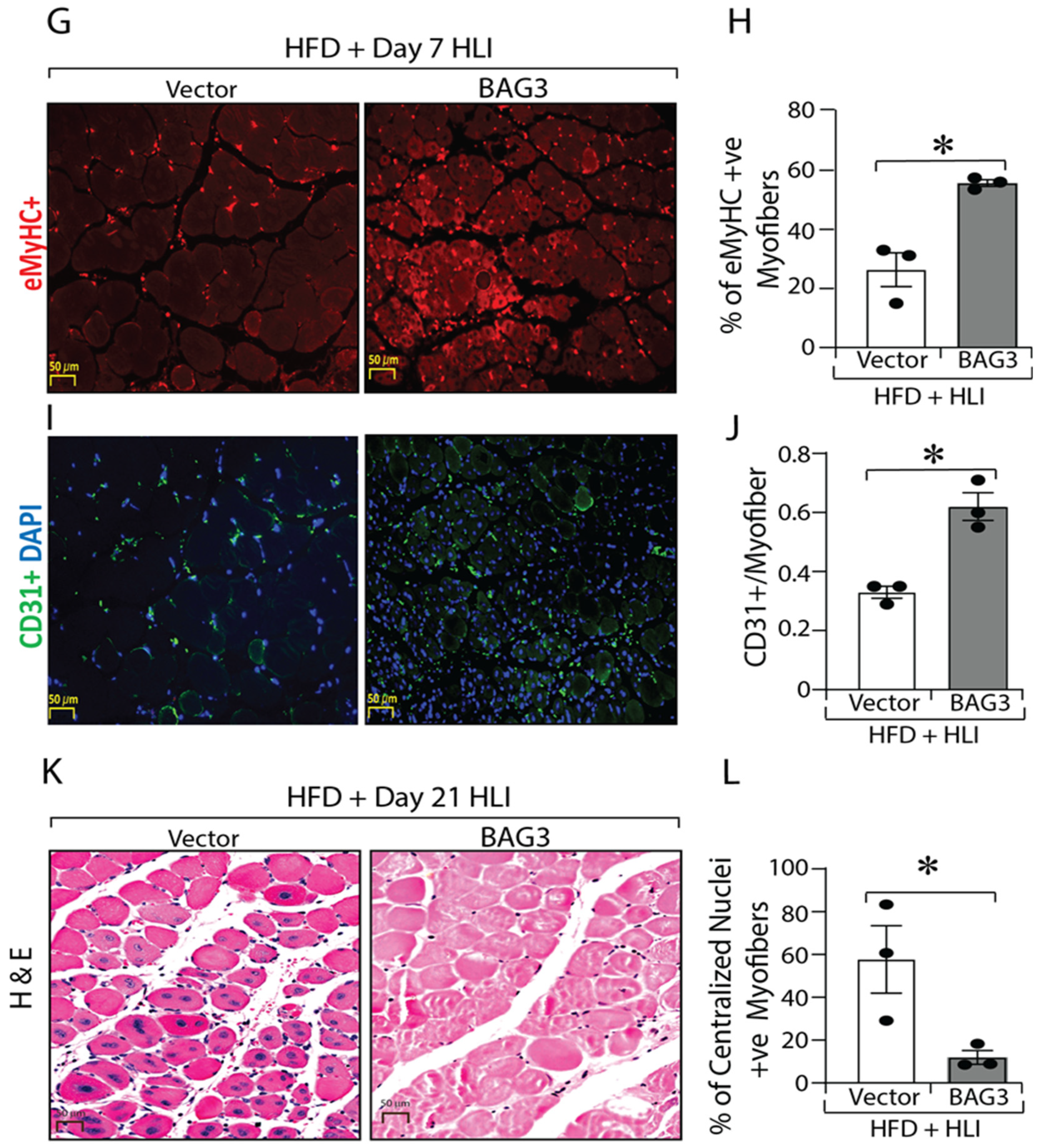 Ijms 23 10715 g006b 550