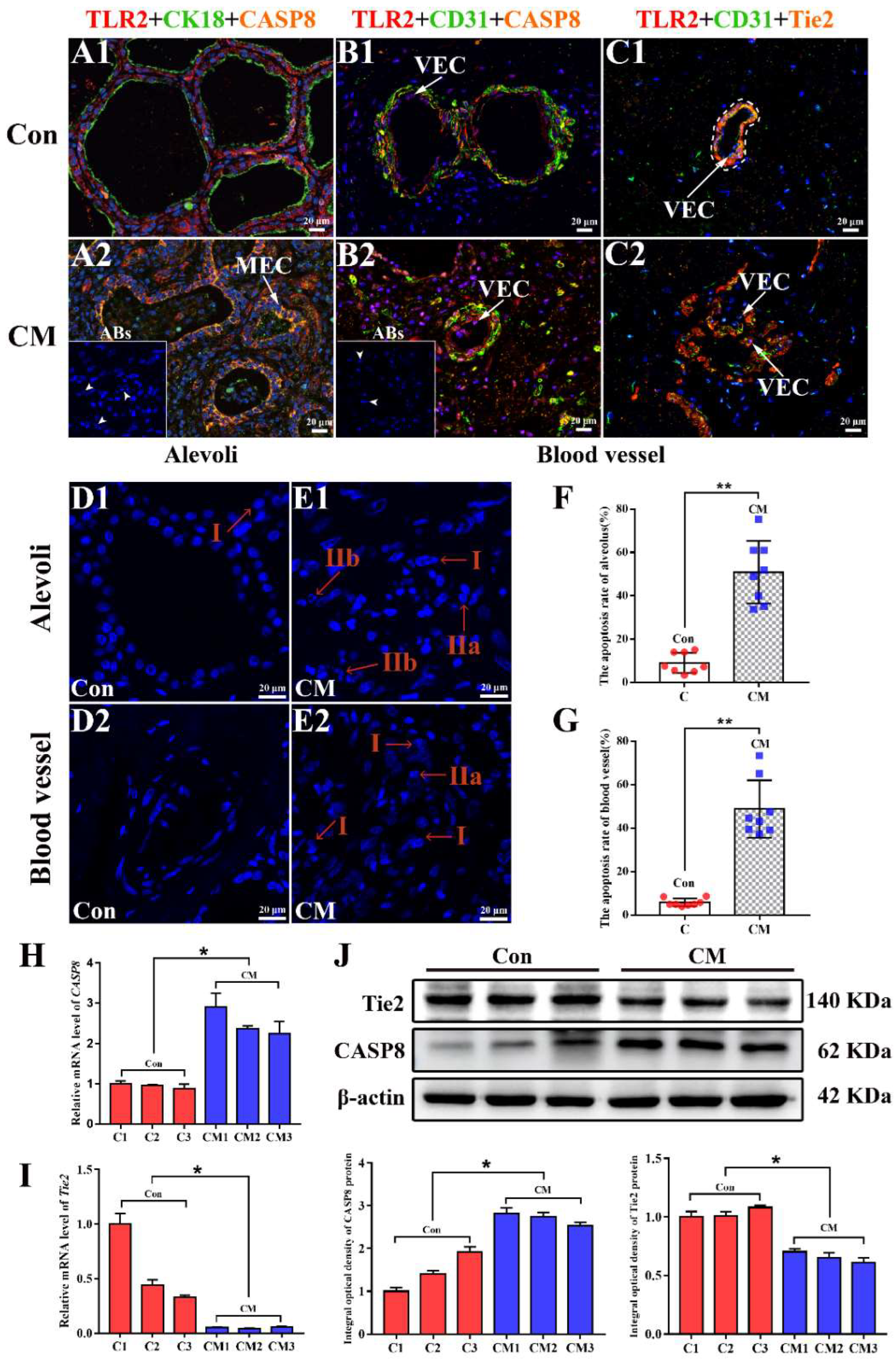 Ijms 23 10717 g006 Ijms 23 10717 g006