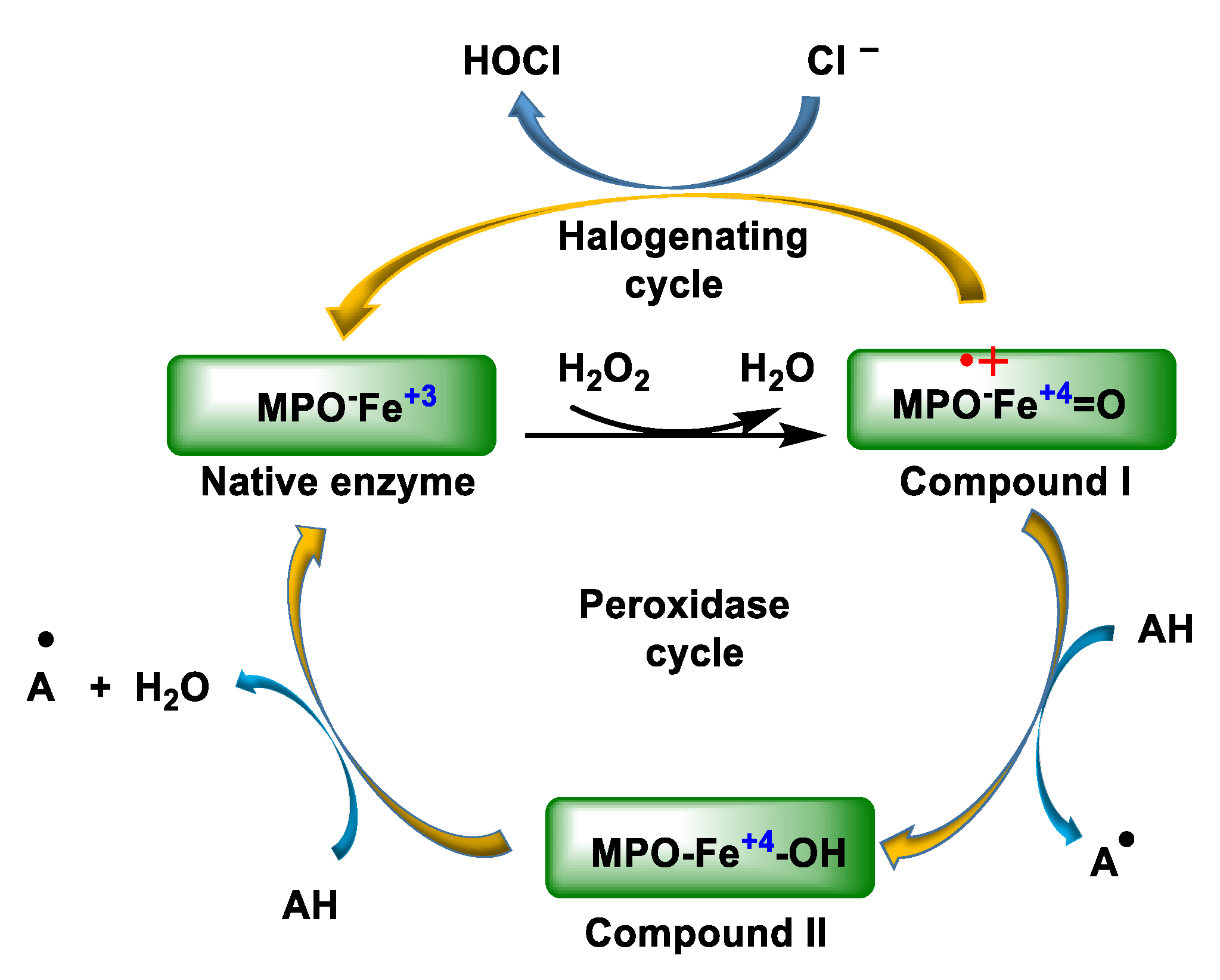 Ijms 23 10735 g003 Ijms 23 10735 g003