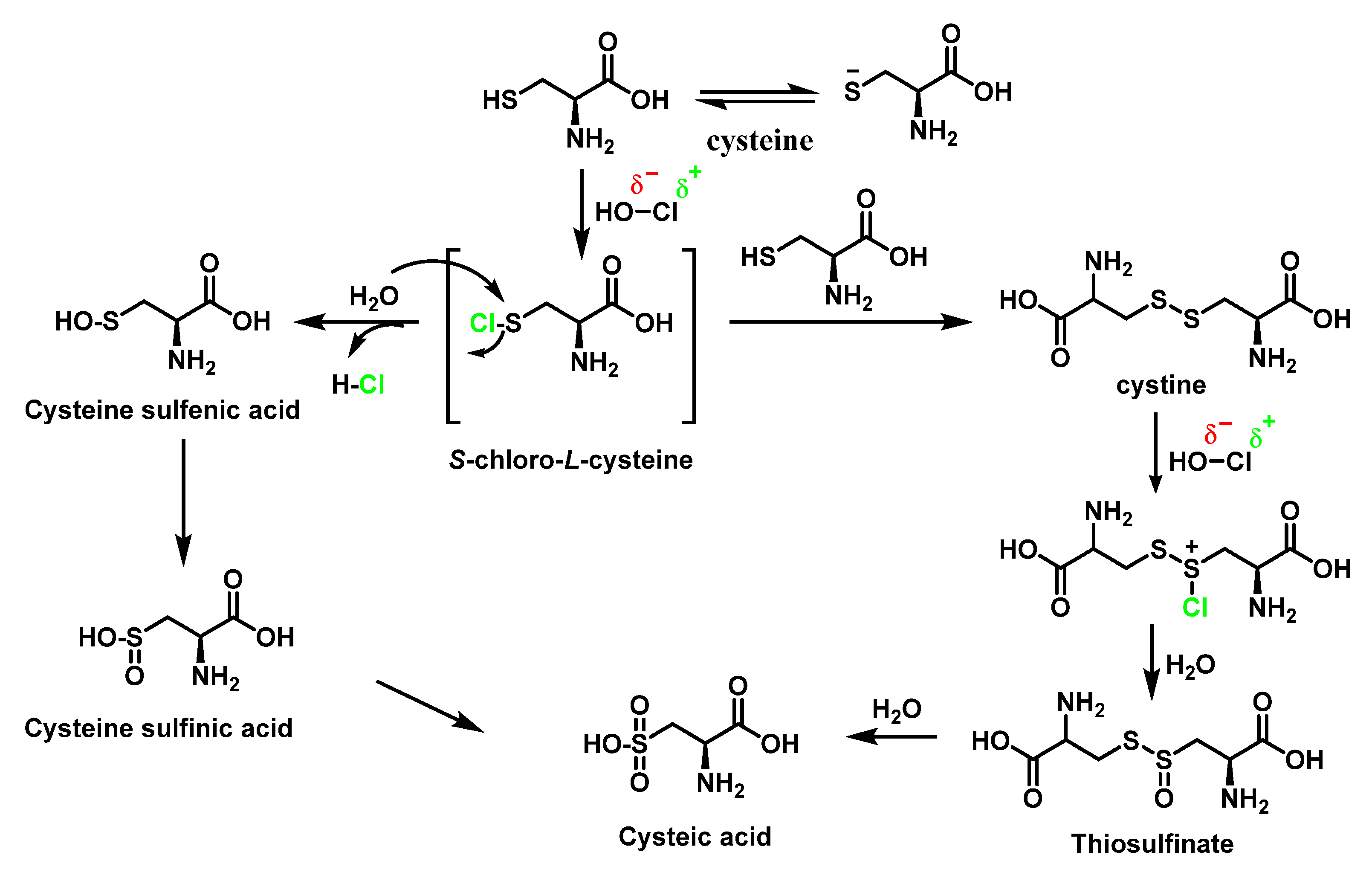 Ijms 23 10735 g029 Ijms 23 10735 g029