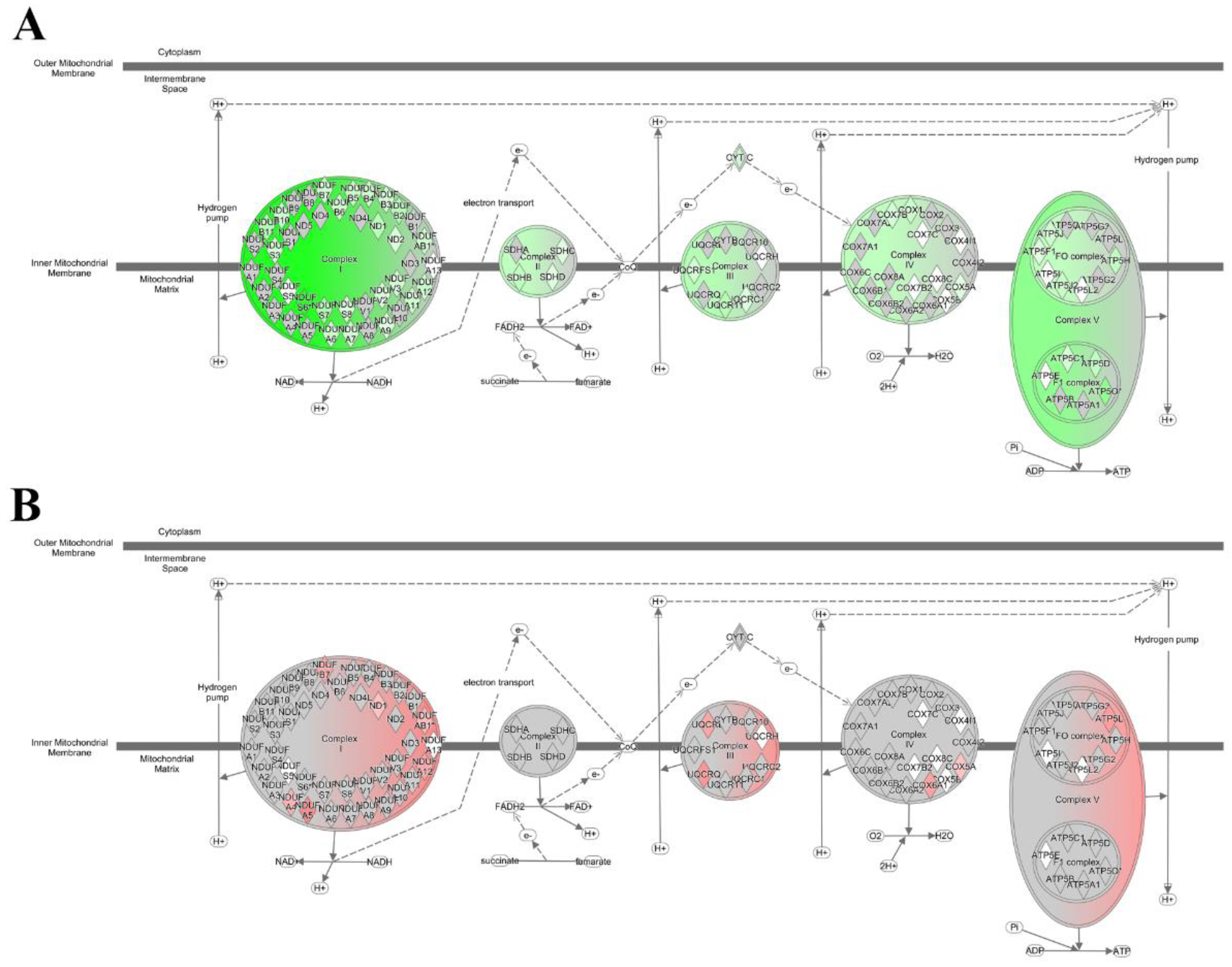 Ijms 23 10736 g005 Ijms 23 10736 g005