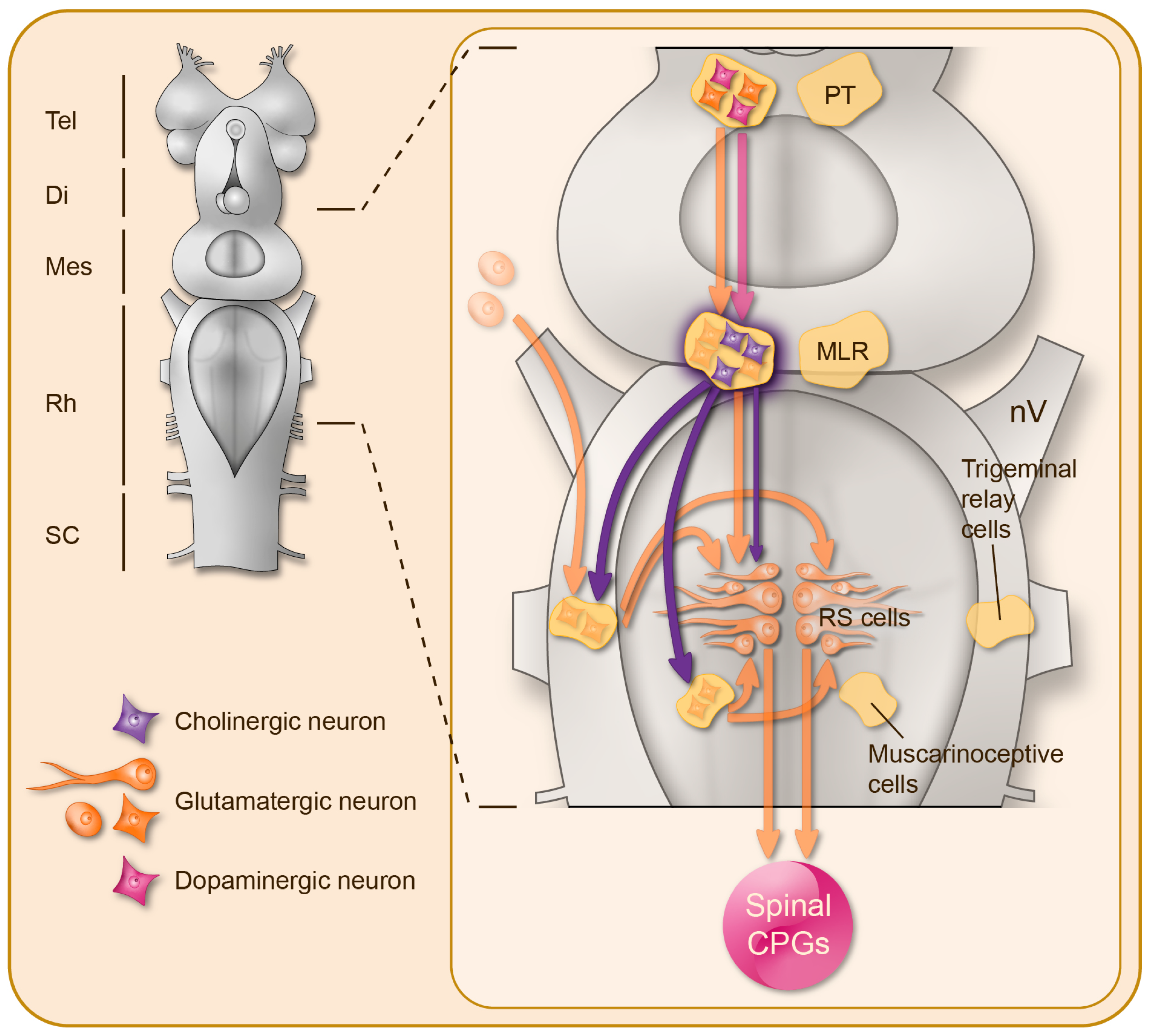 IJMS | Free Full-Text | Cholinergic Modulation of Locomotor Circuits in Vertebrates IJMS | Free Full-Text | Cholinergic Modulation of Locomotor Circuits in Vertebrates
