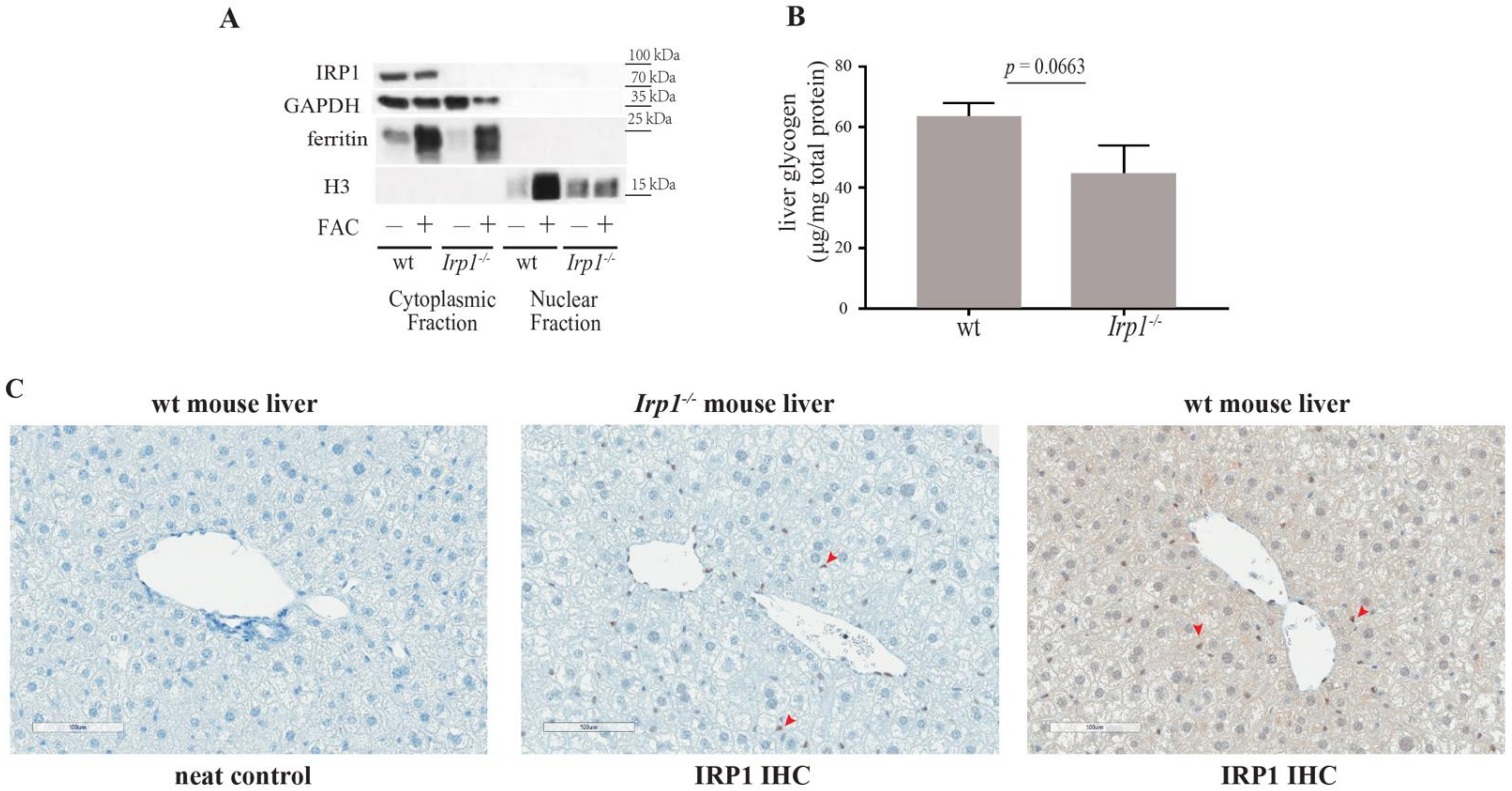 Ijms 23 10740 g002 Ijms 23 10740 g002