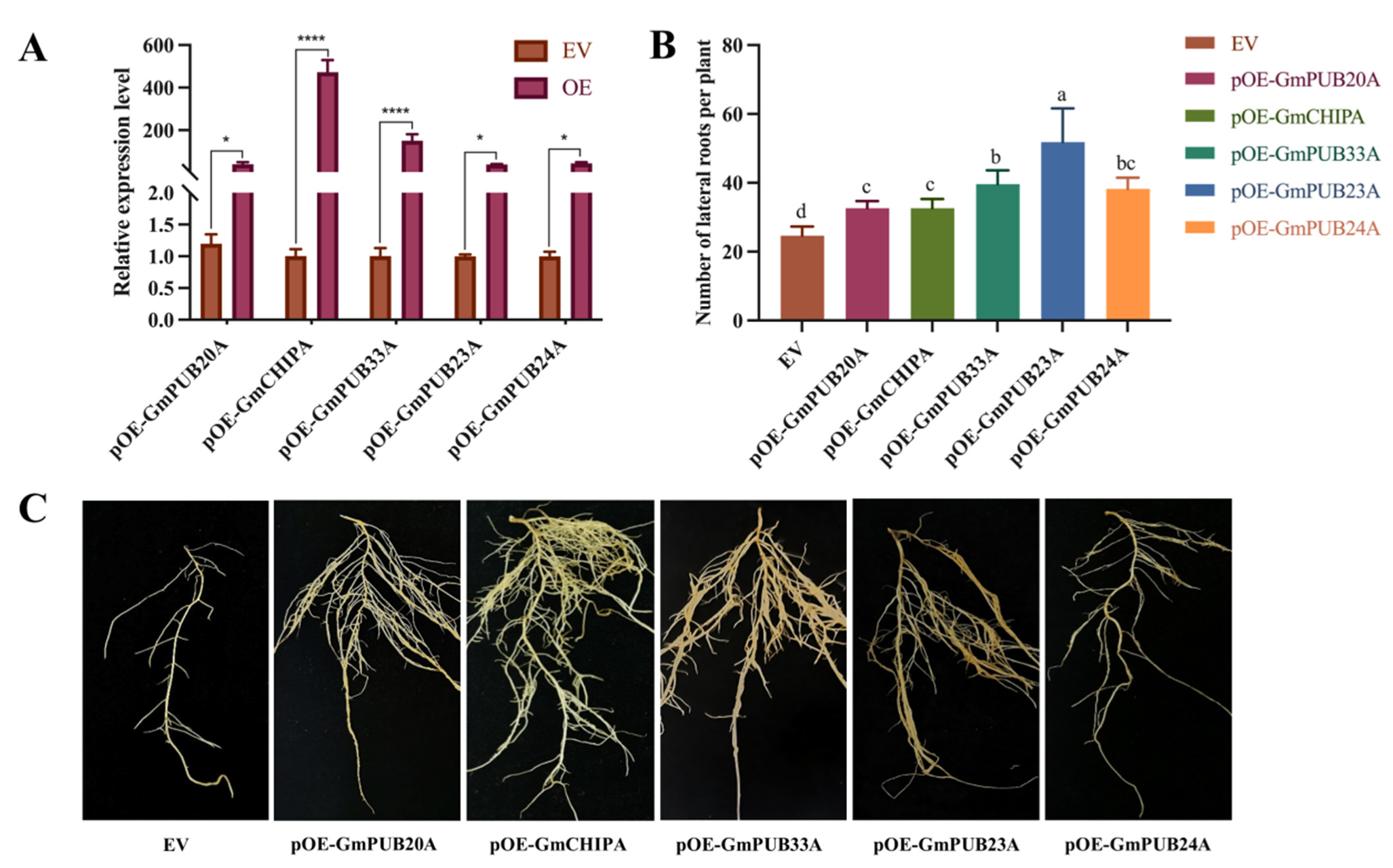 Ijms 23 10771 g006 550