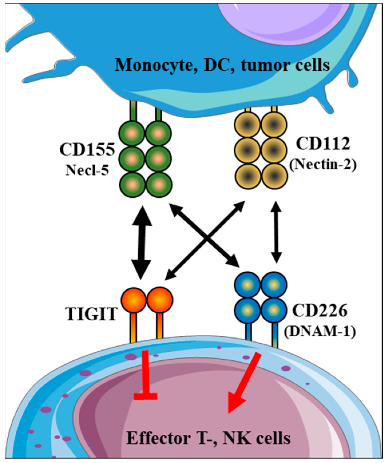 Examination of the TIGIT-CD226-CD112-CD155 Immune Checkpoint