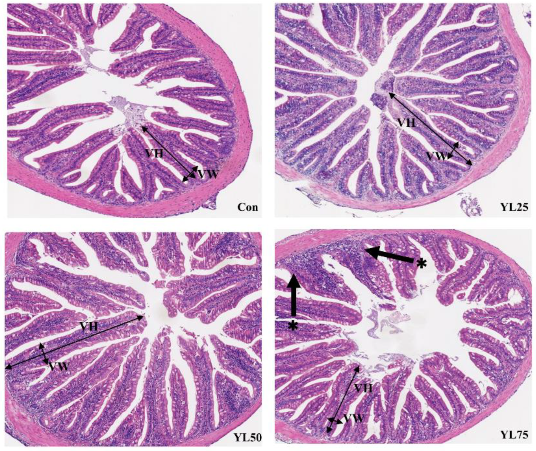 IJMS | Free Full-Text | Effect of Autolyzed Yarrowia lipolytica on 