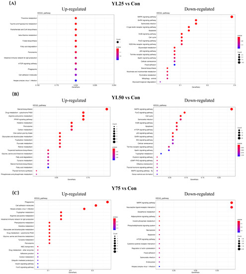 IJMS | Free Full-Text | Effect of Autolyzed Yarrowia lipolytica on 