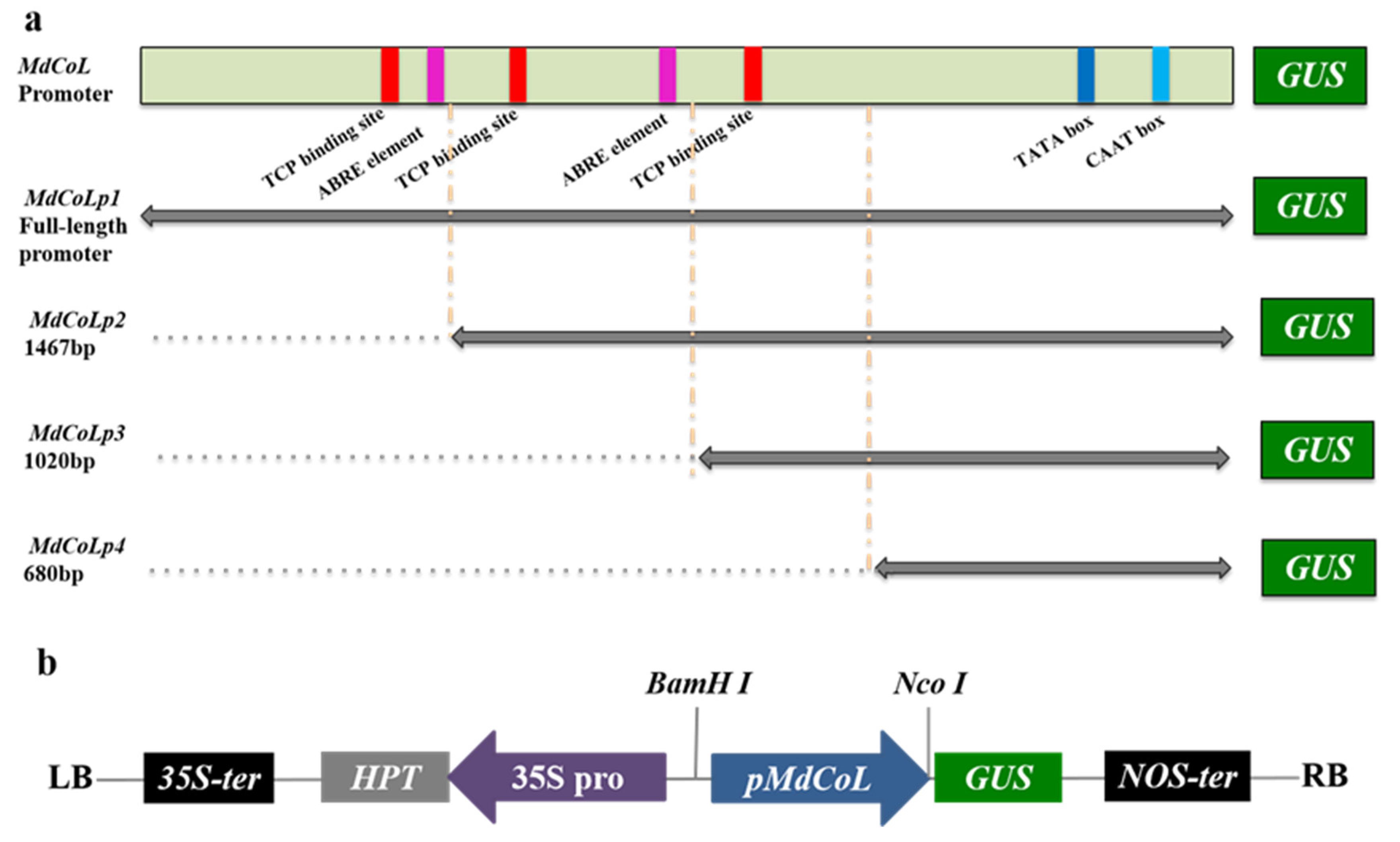 Ijms 23 10781 g003 Ijms 23 10781 g003