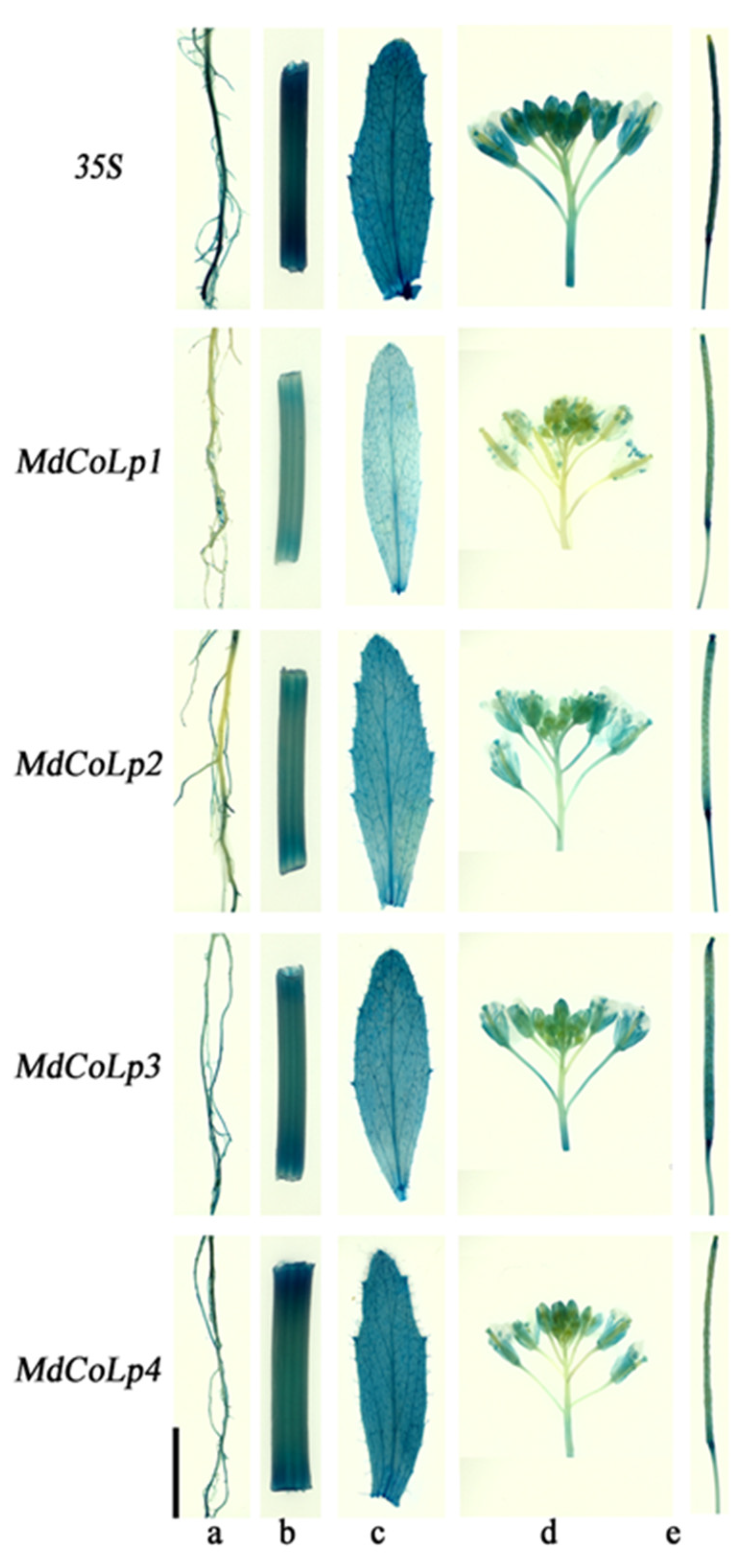 Ijms 23 10781 g005 Ijms 23 10781 g005