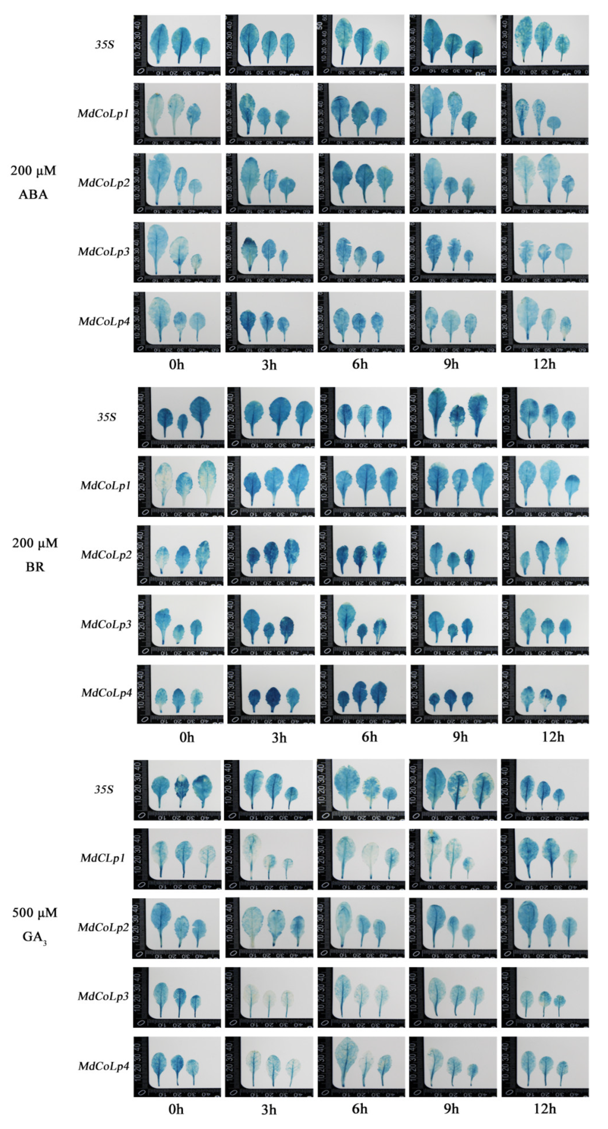 Ijms 23 10781 g006 Ijms 23 10781 g006