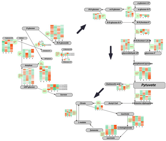 IJMS | Free Full-Text | Transcriptome Sequencing and Metabolome 
