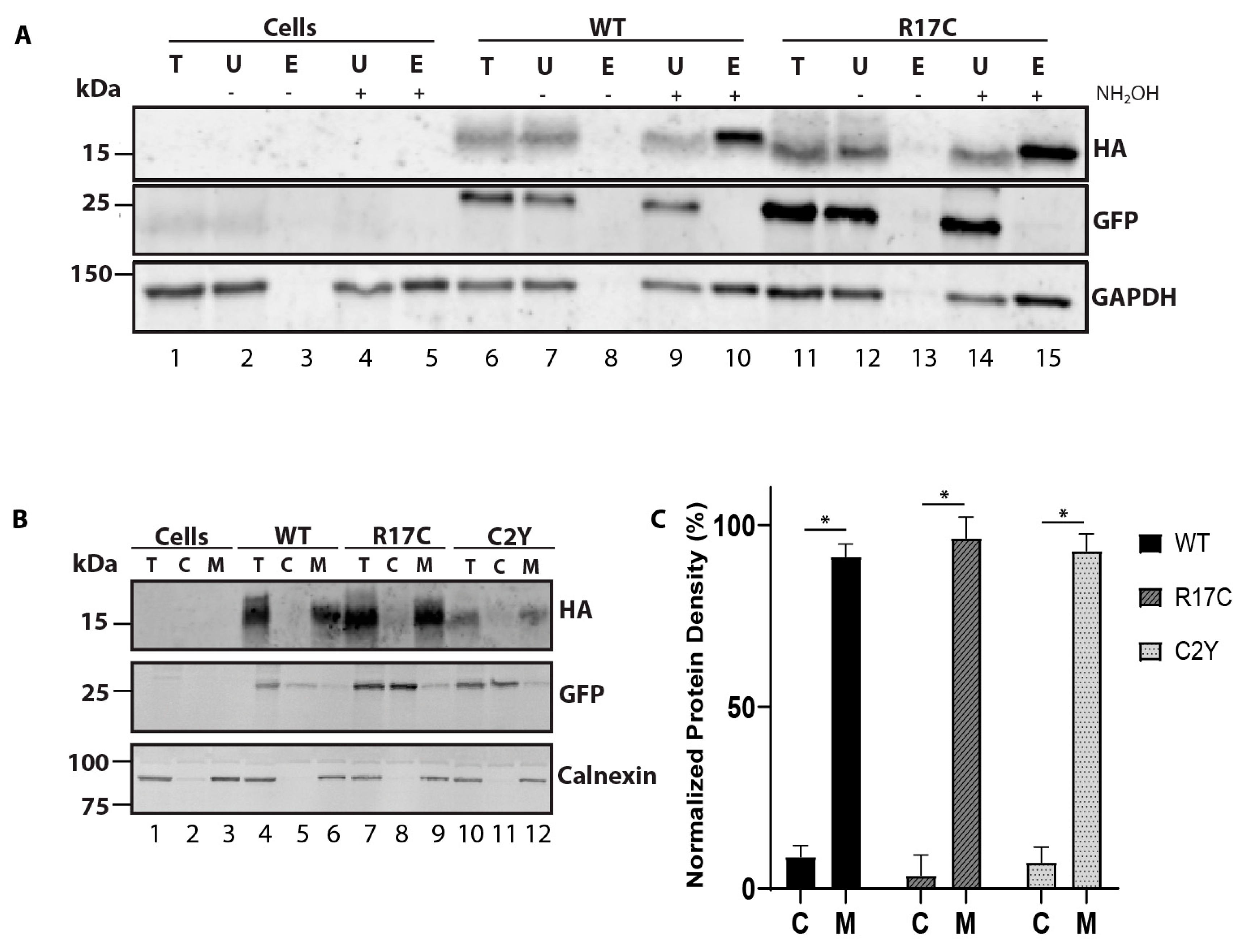 Ijms 23 10802 g002 Ijms 23 10802 g002