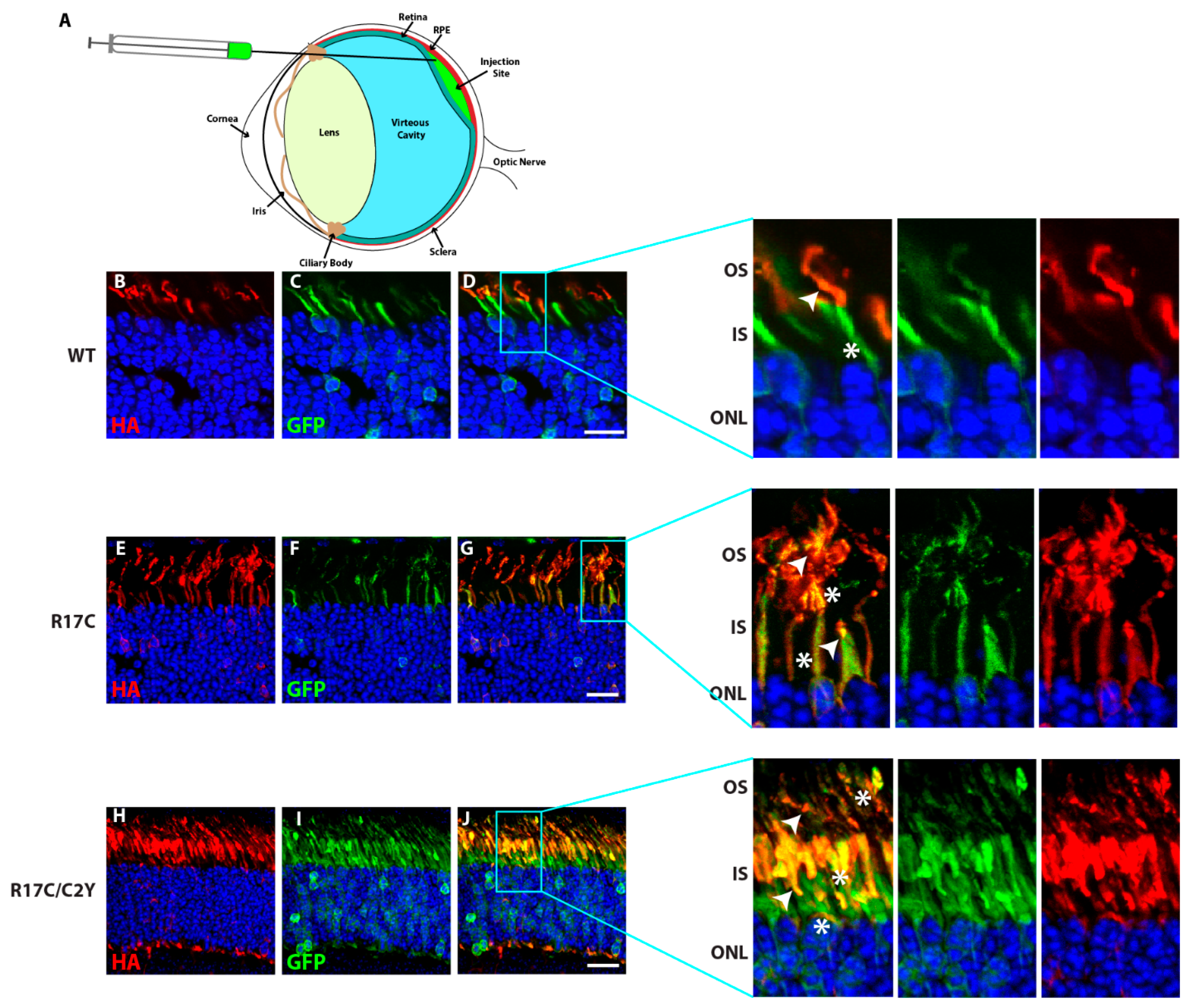 Ijms 23 10802 g005 Ijms 23 10802 g005