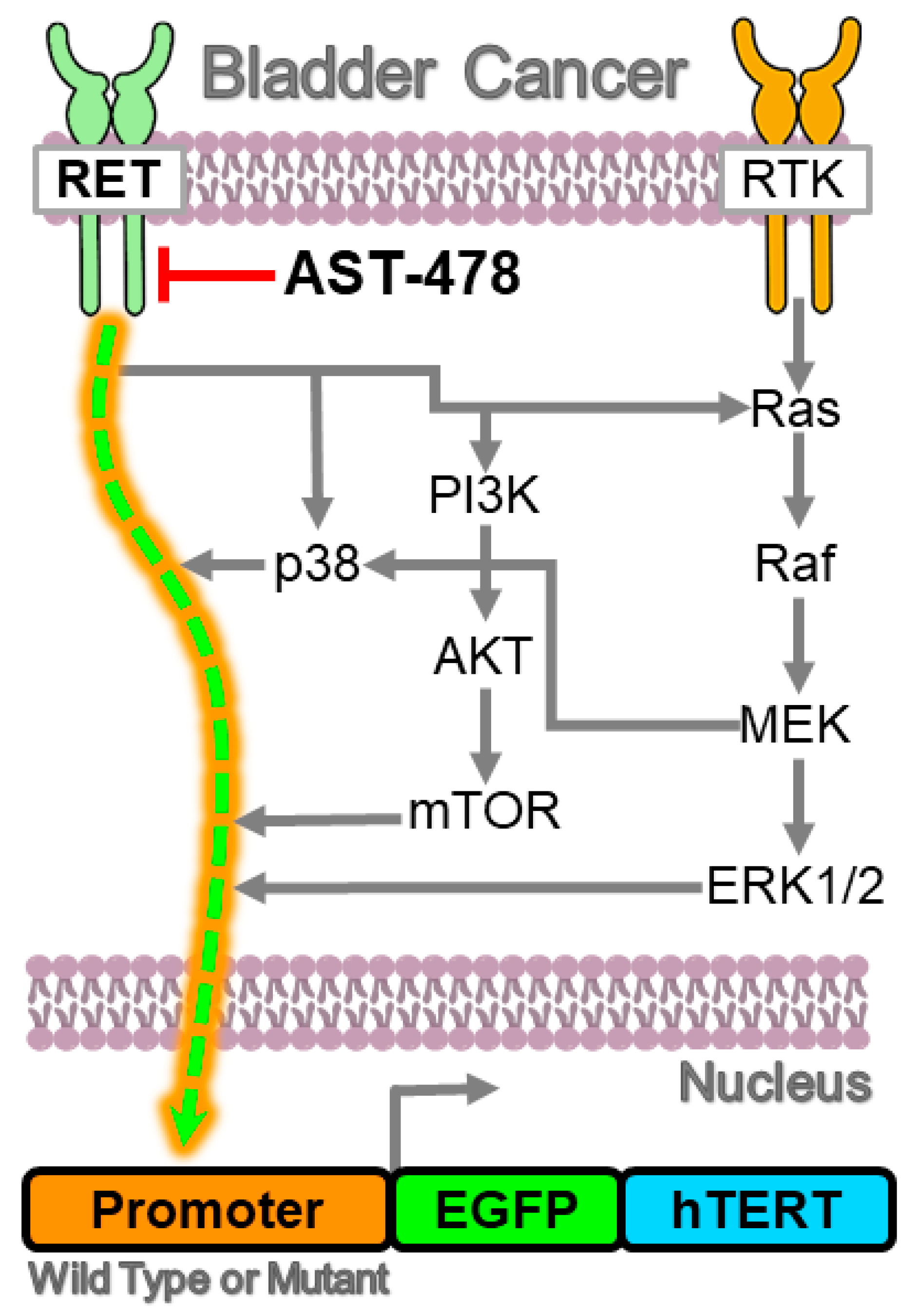 Ijms 23 10819 g007 Ijms 23 10819 g007