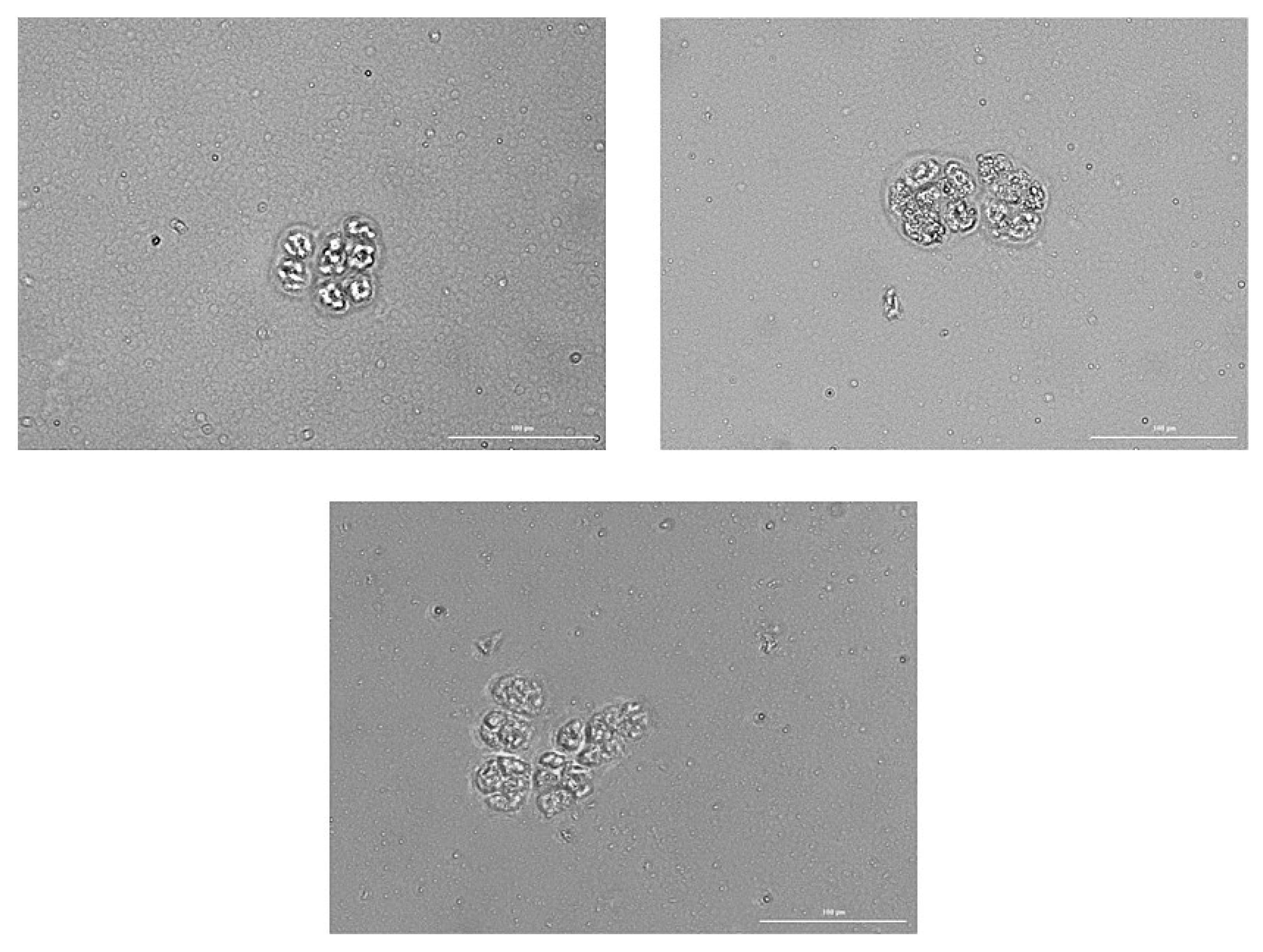 Ijms 23 10853 g014 Ijms 23 10853 g014