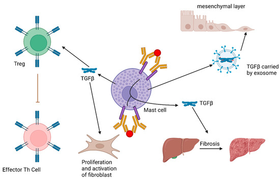 The Role of TGFβ and Other Cytokines in Regulating Mast Cell Functions ...