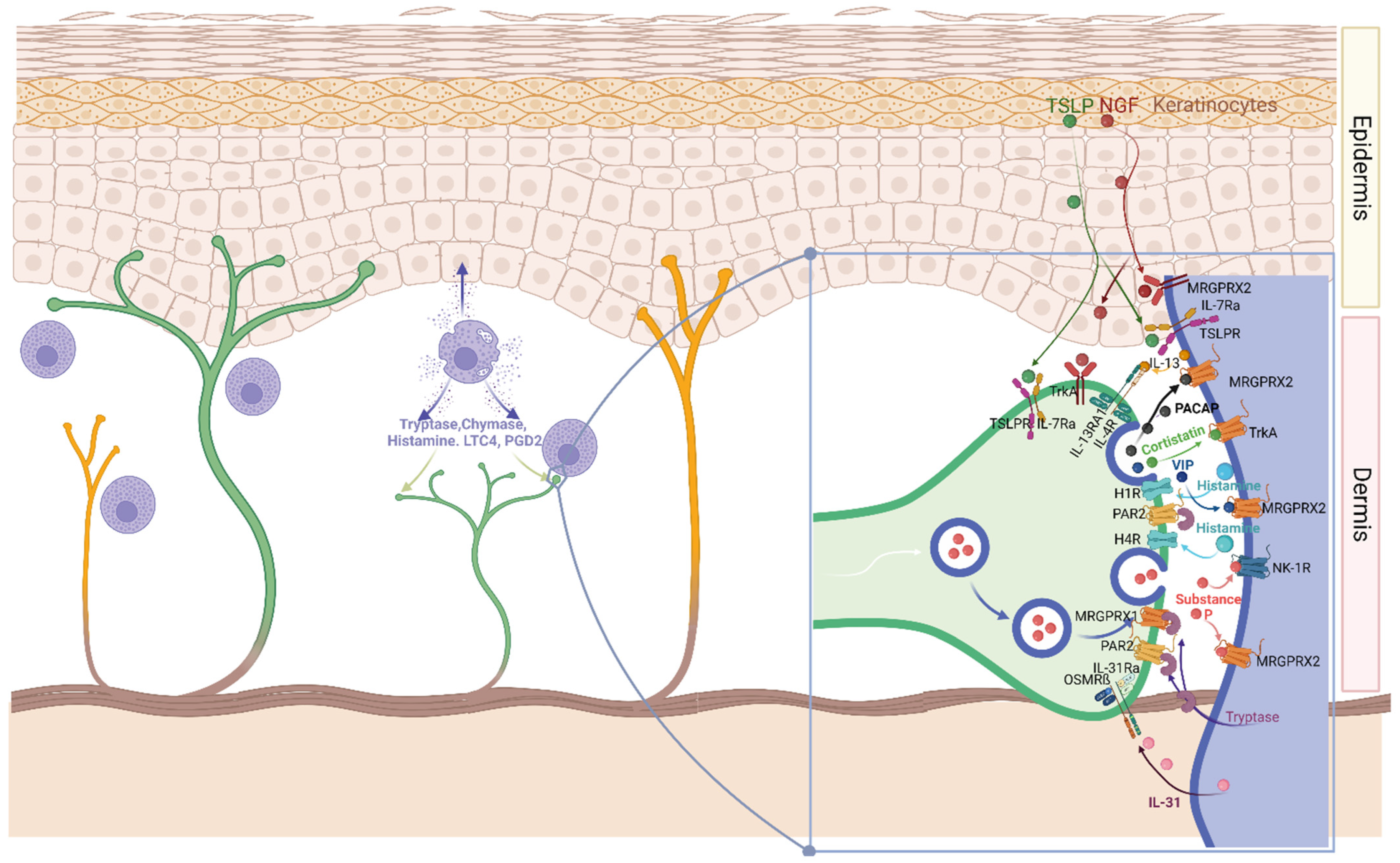 Labeling and tracking of immune cells in ex vivo human skin