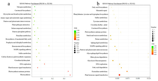 Integrated Physiological, Transcriptomic, and Metabolomic