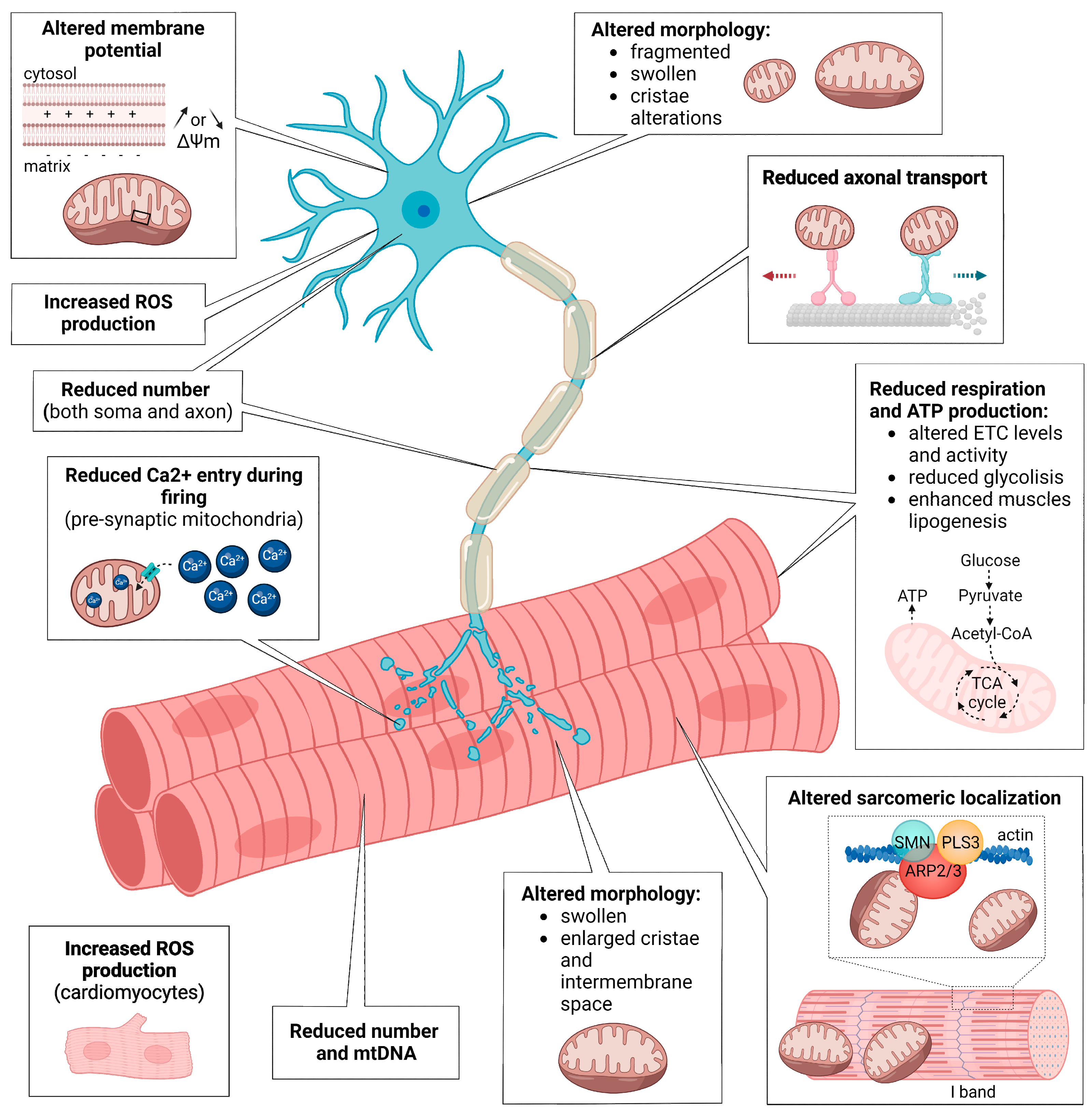 IJMS | Free Full-Text | Mitochondrial Dysfunction in Spinal Muscular  Atrophy | HTML