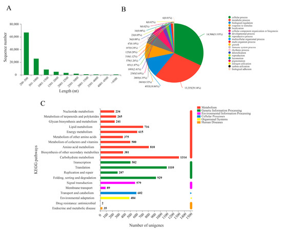 IJMS | Free Full-Text | Transcriptome Analysis Reveals an Essential ...