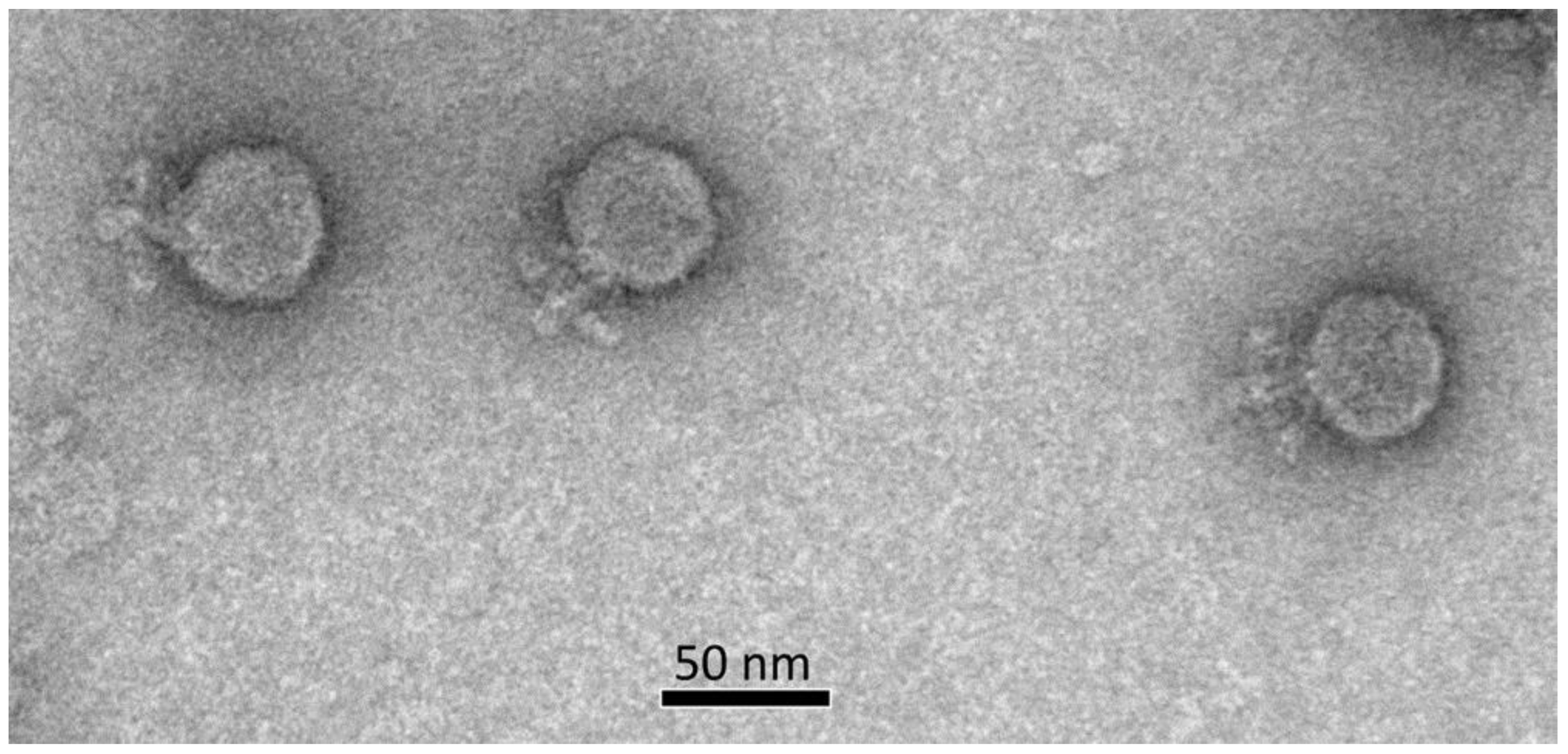 Ijms 23 10913 g001 Ijms 23 10913 g001