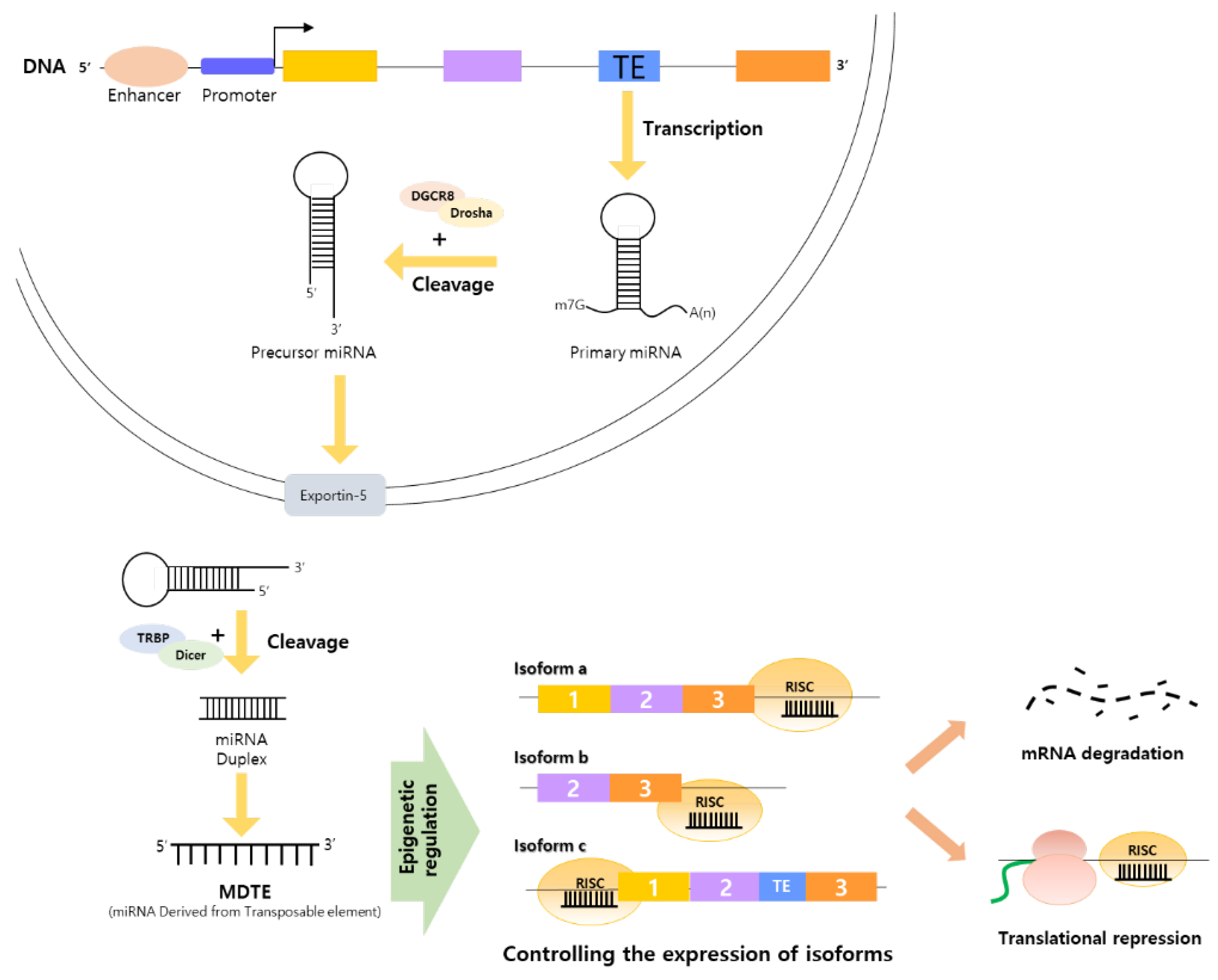 Ijms 23 10918 g003 Ijms 23 10918 g003