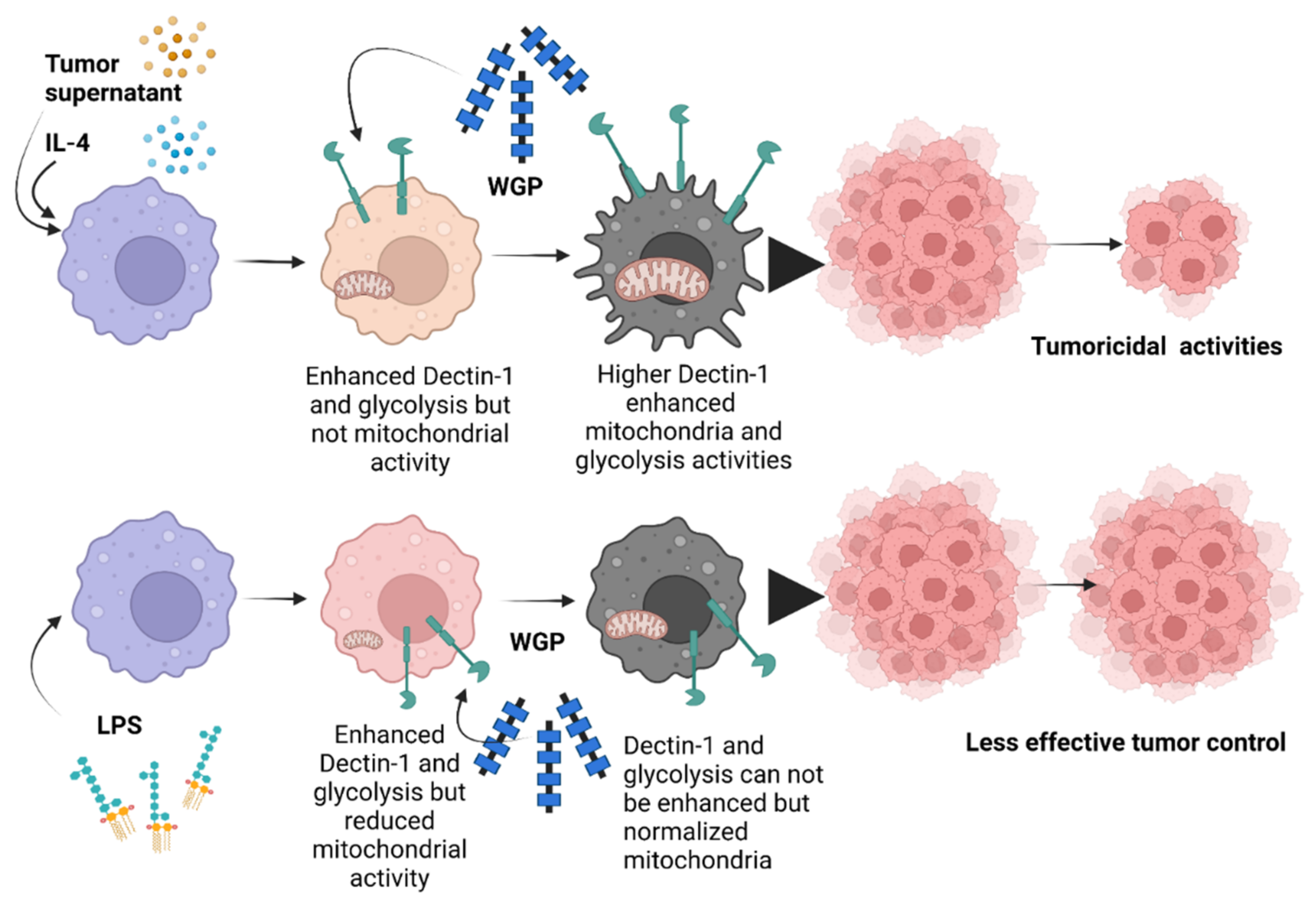 Ijms 23 10951 g007 Ijms 23 10951 g007