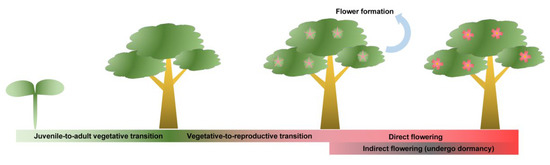 From Floral Induction to Blooming: The Molecular Mysteries of