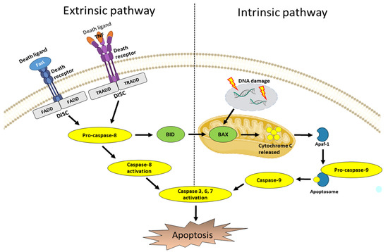 ちえ Significance of Malic Enzyme 1 in Cancer: A Review