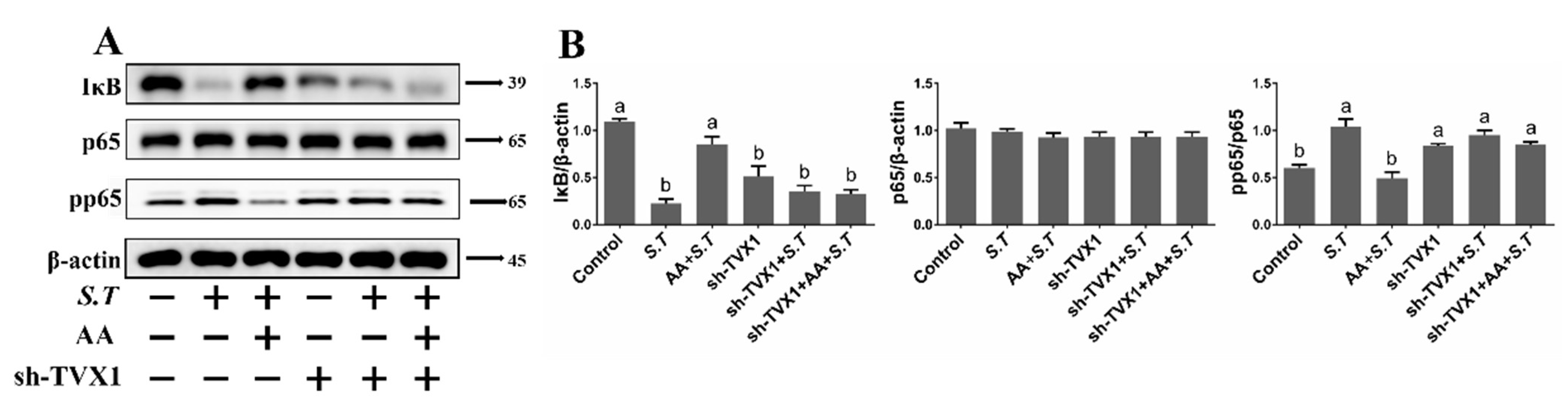 Ijms 23 10978 g006 Ijms 23 10978 g006