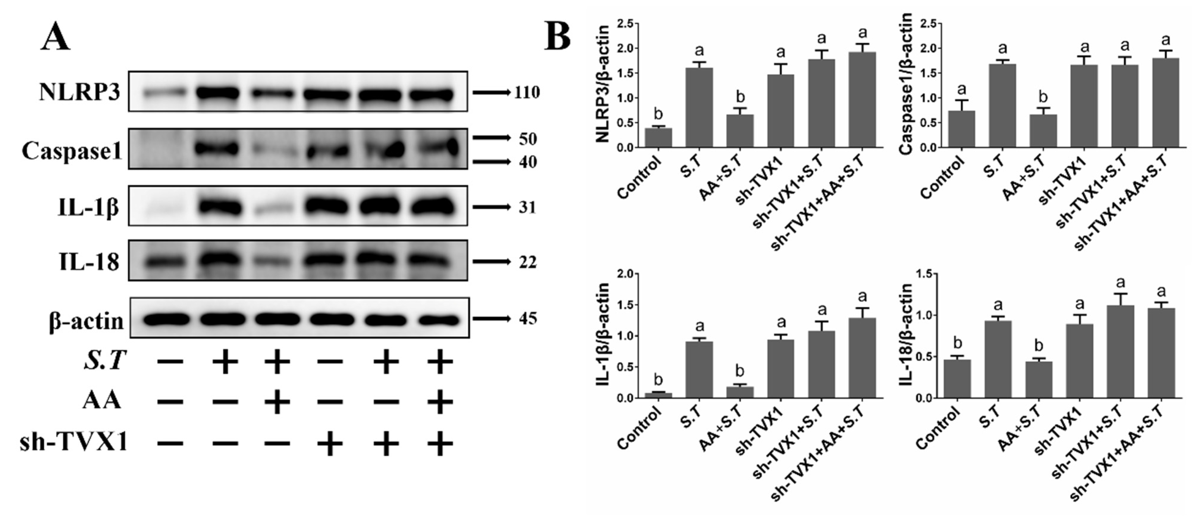 Ijms 23 10978 g008 Ijms 23 10978 g008