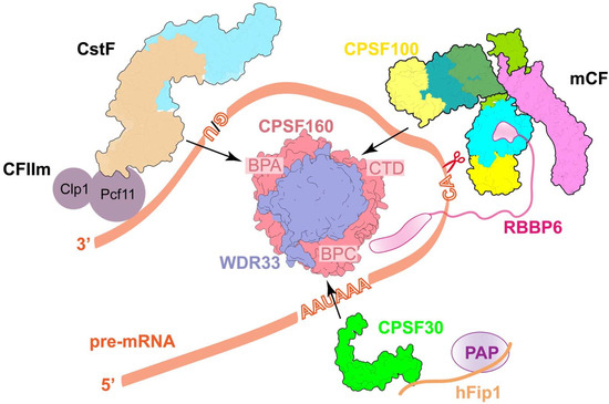 Molecular Insights into mRNA Polyadenylation and Deadenylation