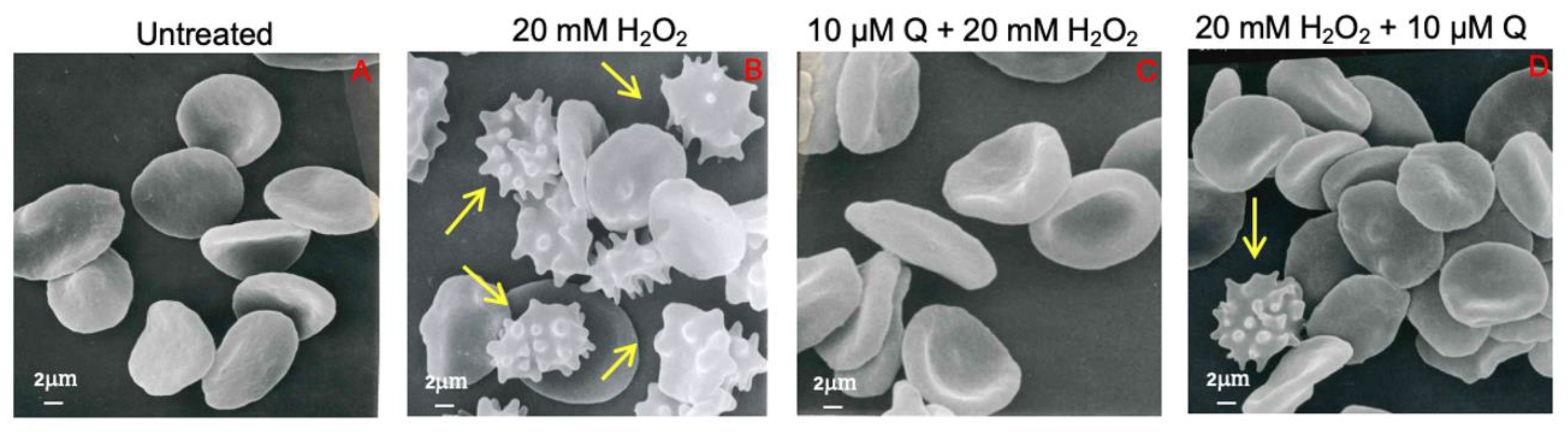 Ijms 23 10991 g003 Ijms 23 10991 g003