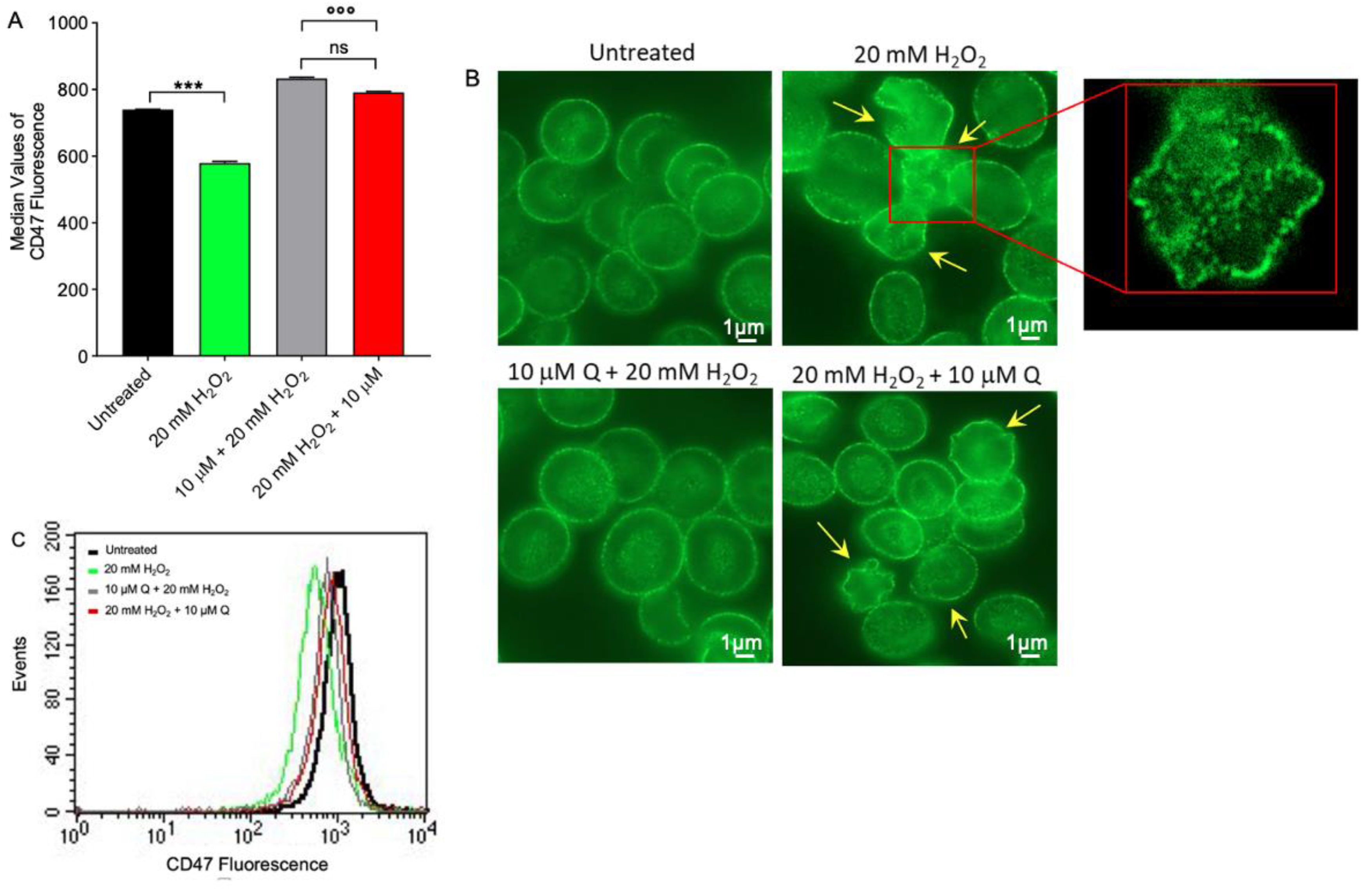 Ijms 23 10991 g005 Ijms 23 10991 g005