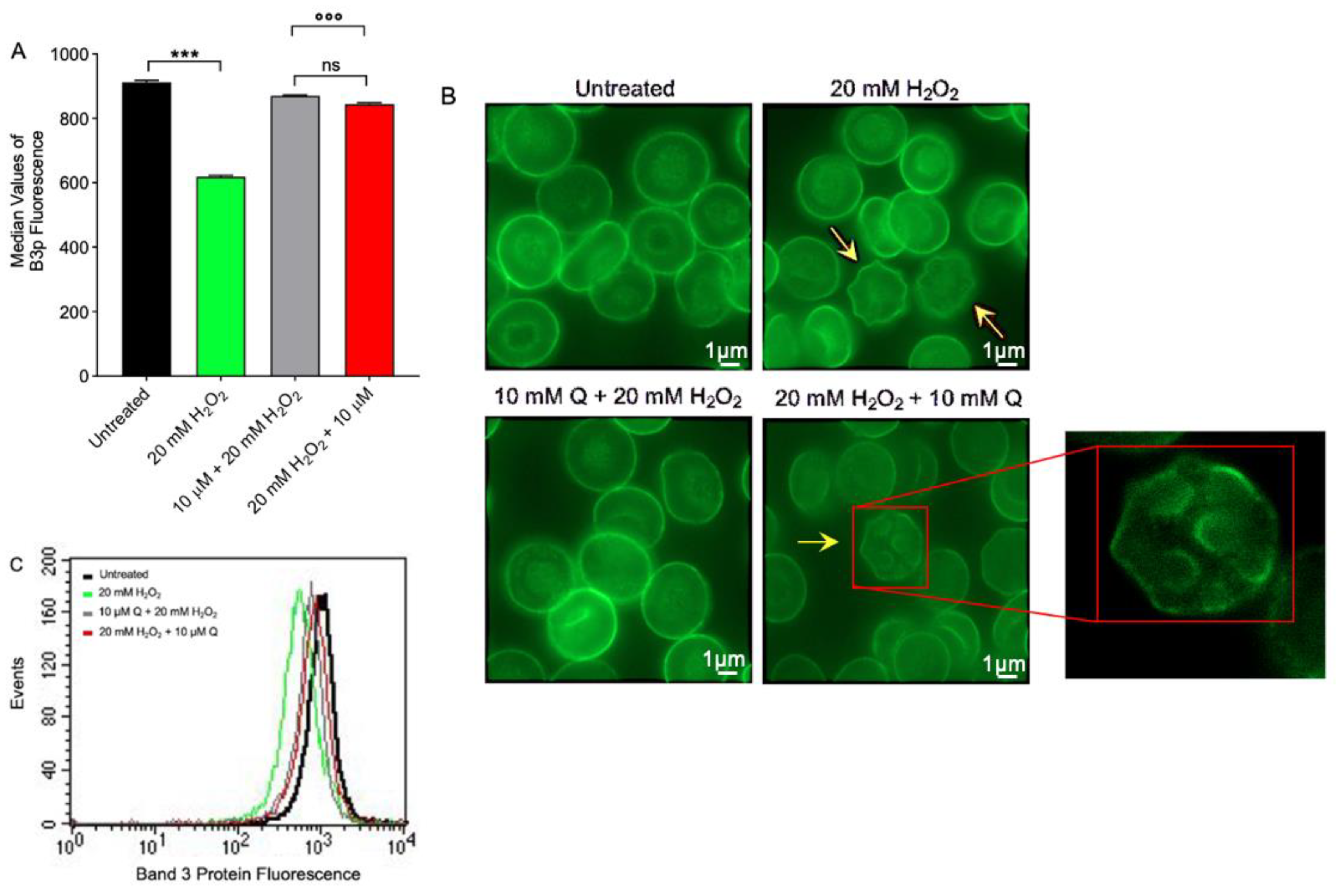 Ijms 23 10991 g006 Ijms 23 10991 g006