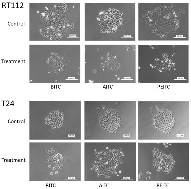Ijms 23 10996 g005 550