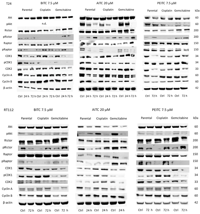 Ijms 23 10996 g008 550