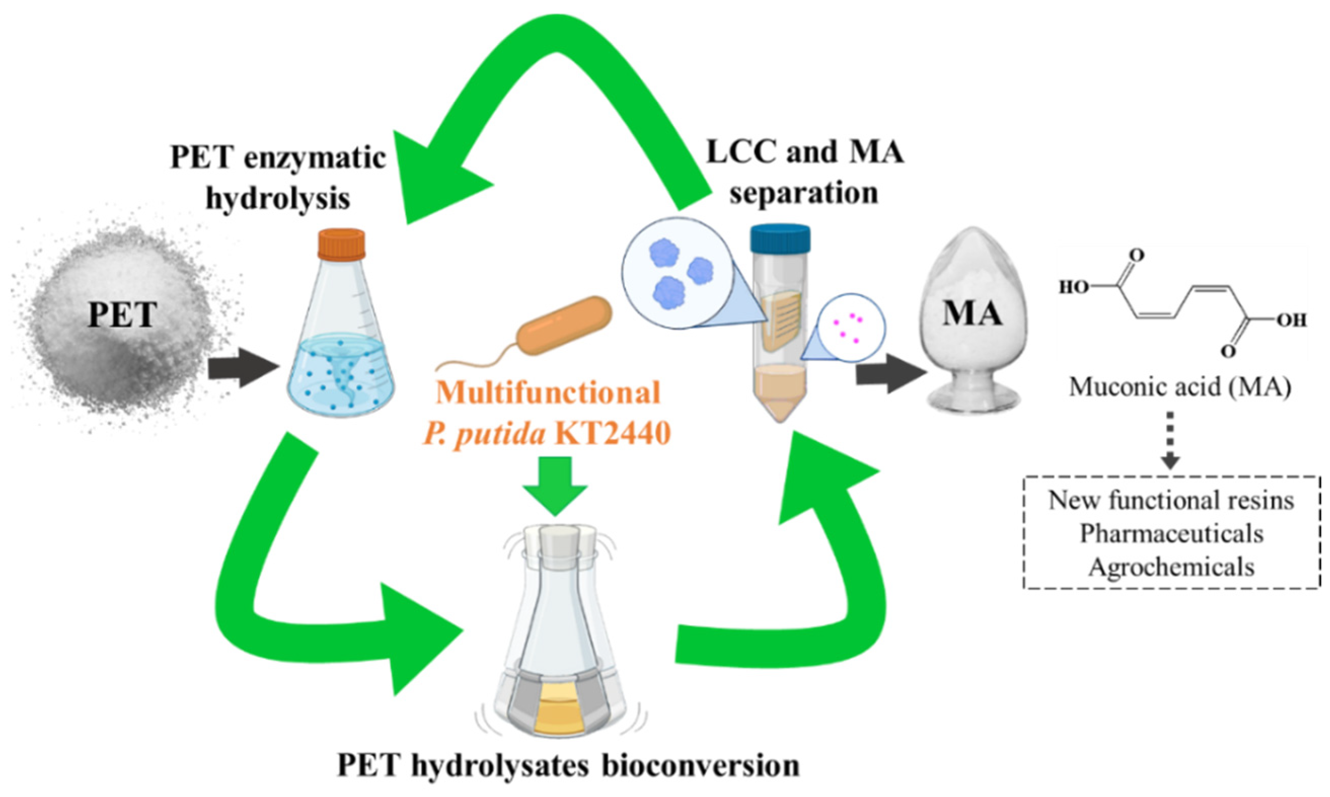 Ijms 23 10997 g001 550