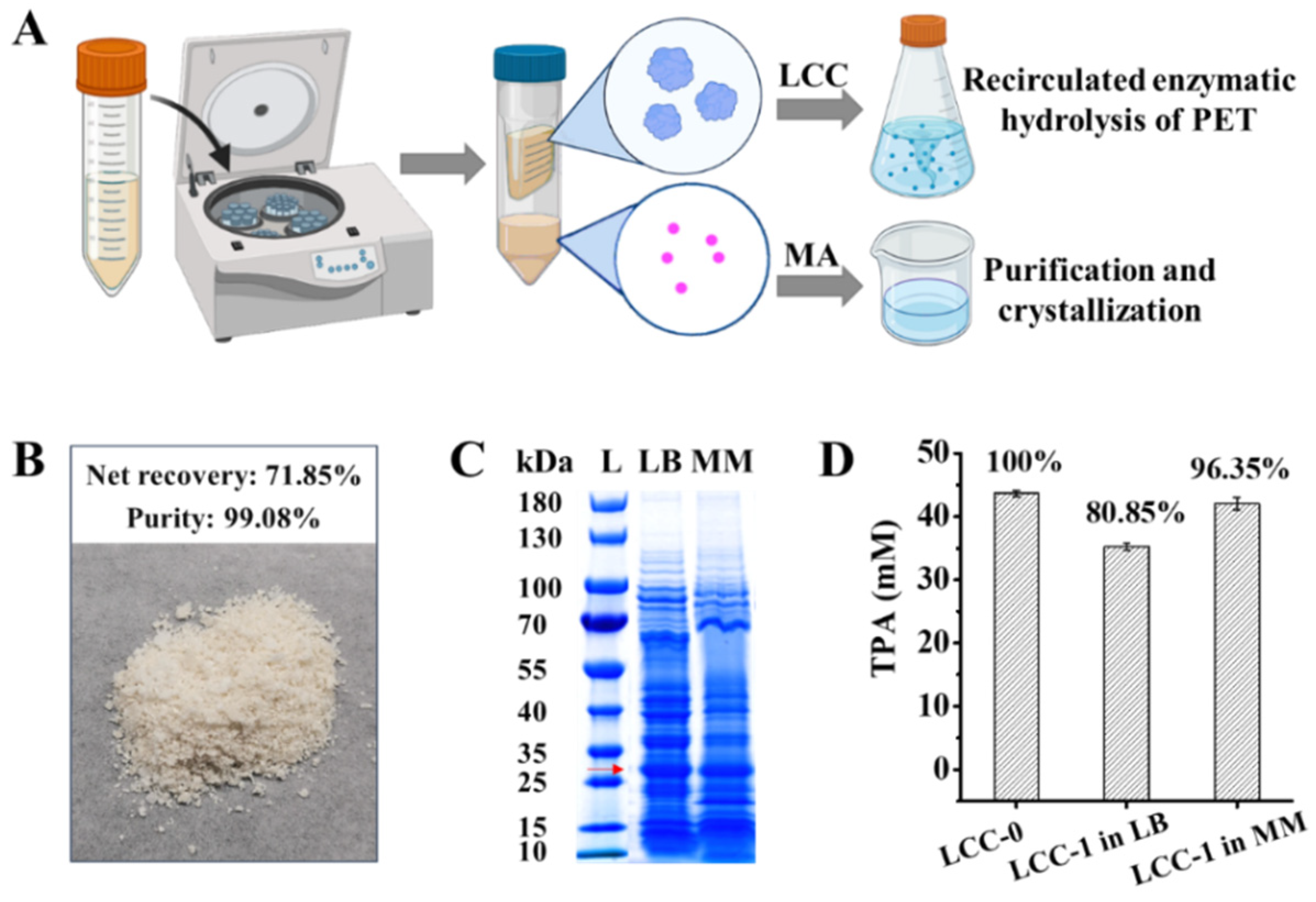 Ijms 23 10997 g005 550