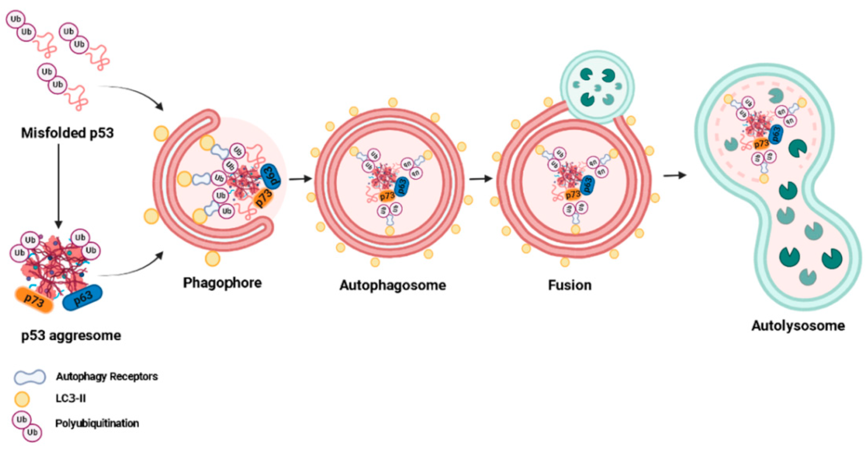 Ijms 23 11023 g002 Ijms 23 11023 g002